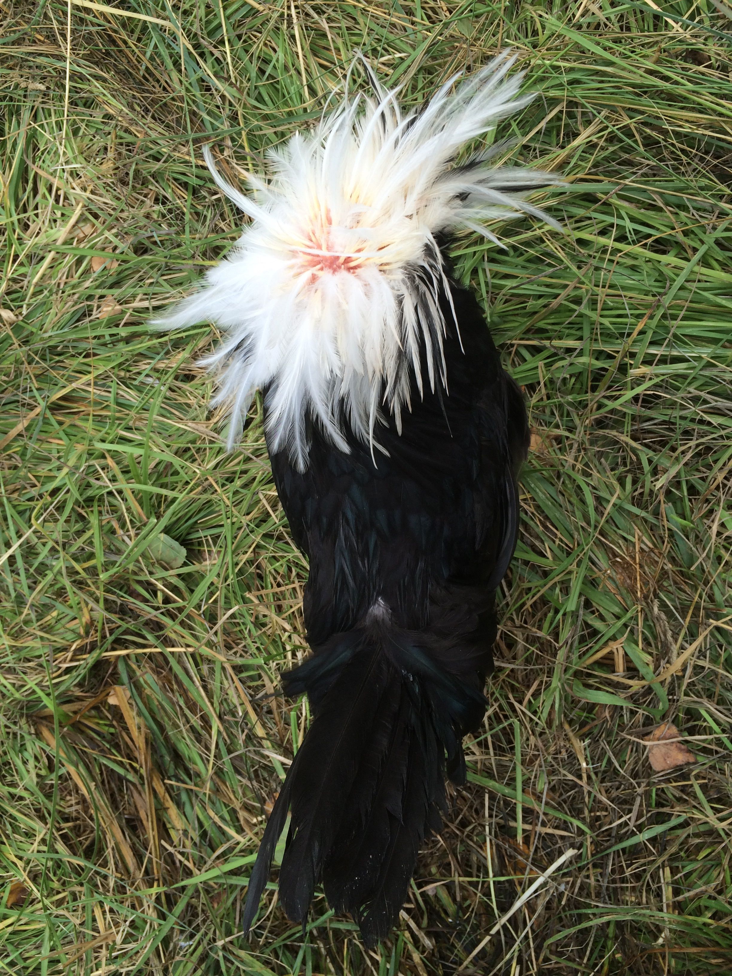 taken September 4. Polish Crested, presumably a rooster.