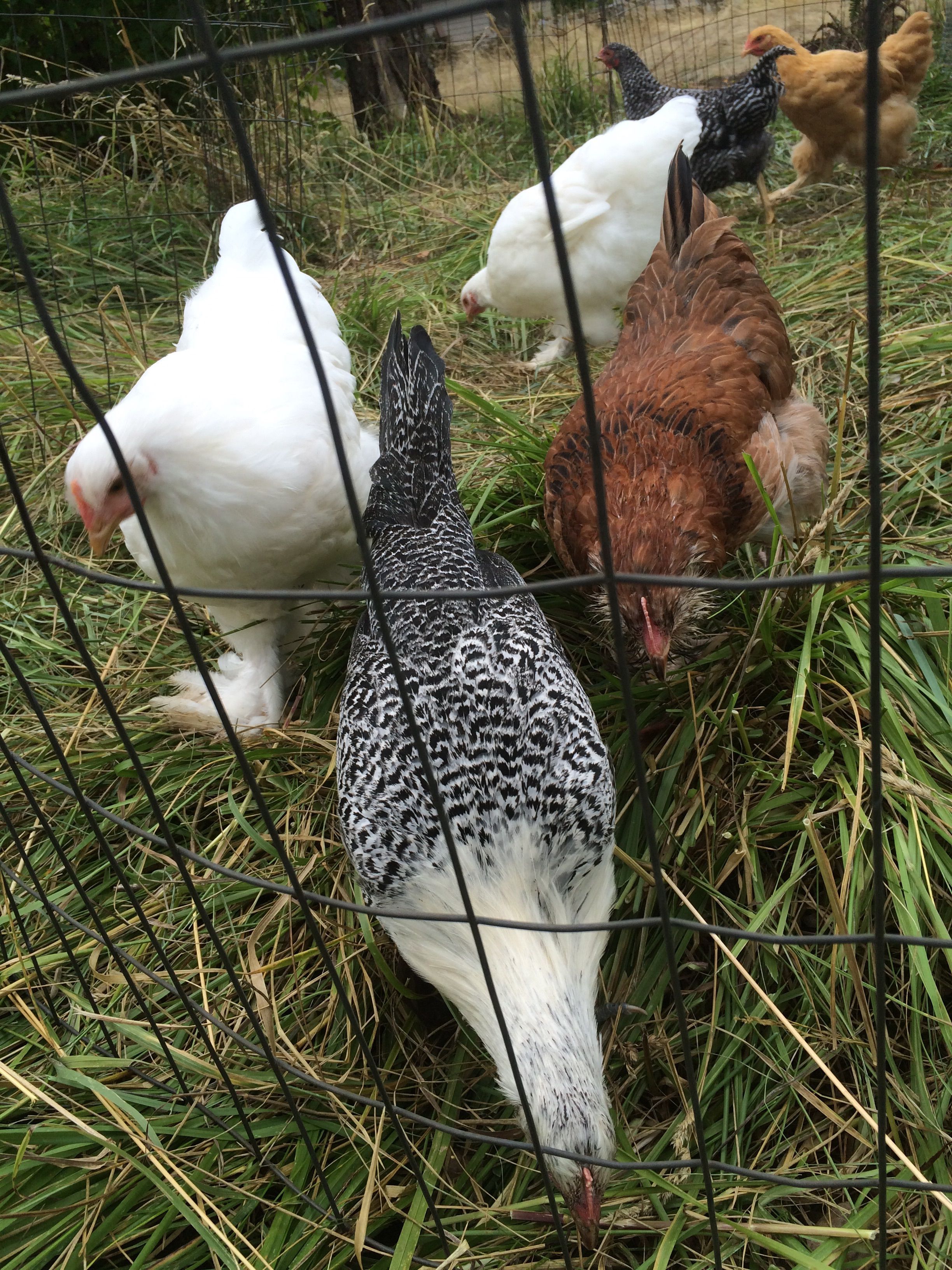 taken September 4. Sparrow, Egyptian Fayoumi in front. 5 toed Faverolle on the right. The two white ones might be cochins.