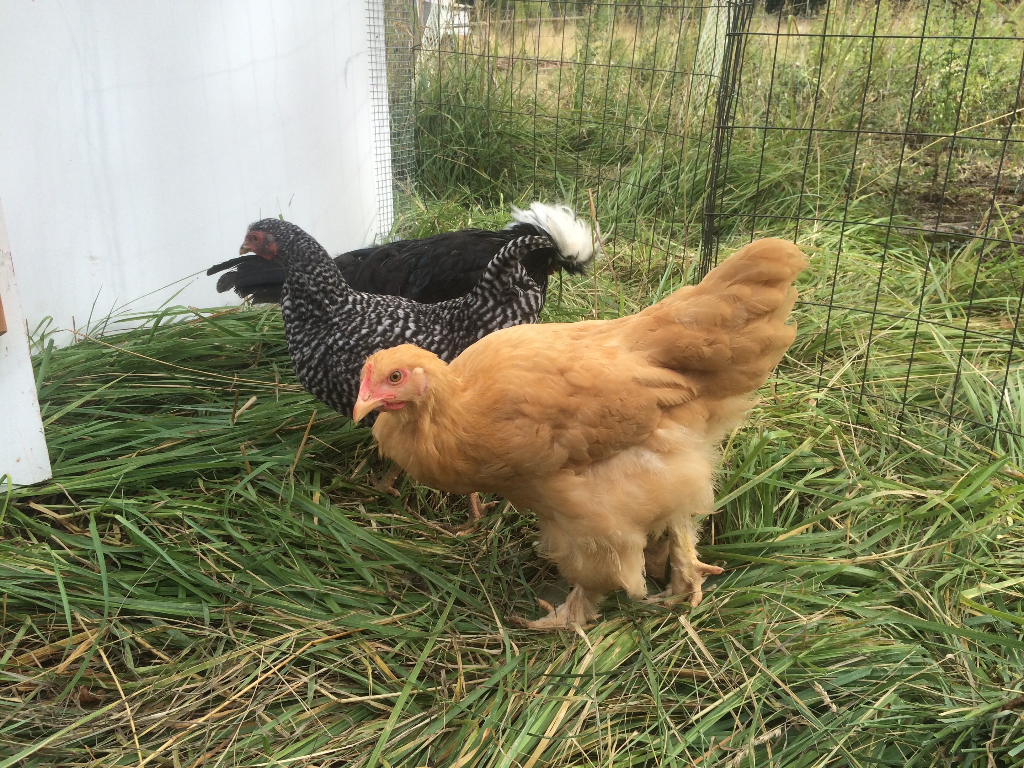 taken September 4. Yellow Cochin(?) and Brekke, Maran are in the front. Polish Crested Roo(?) in the background.