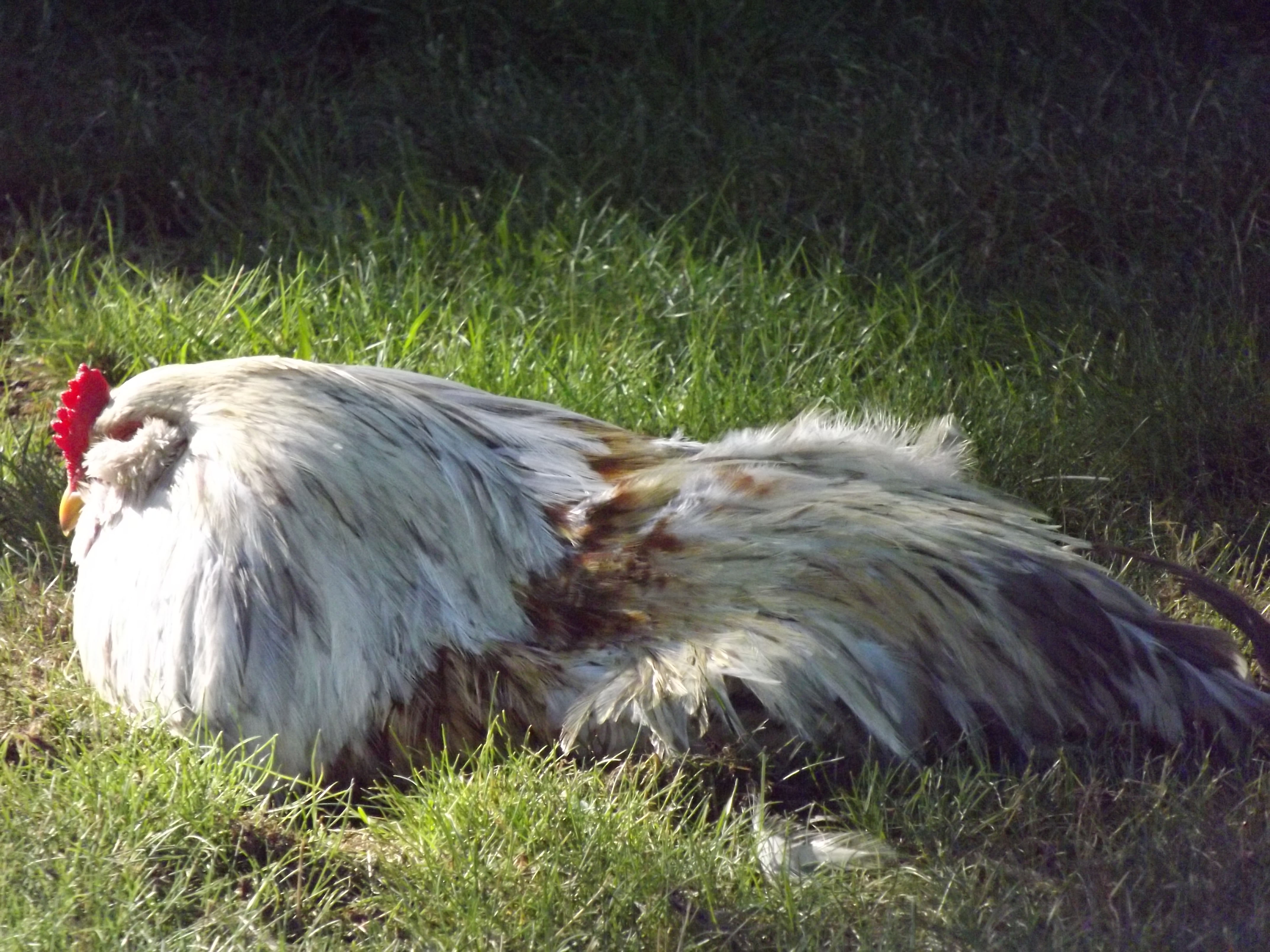 Taking a dirt bath is SO relaxing!