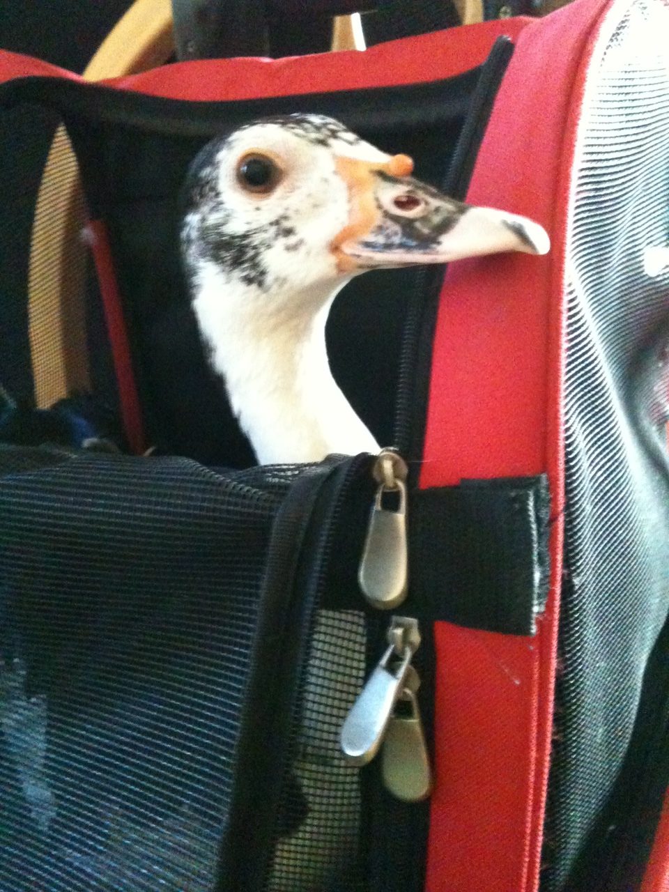 Taking a ride in the backpack