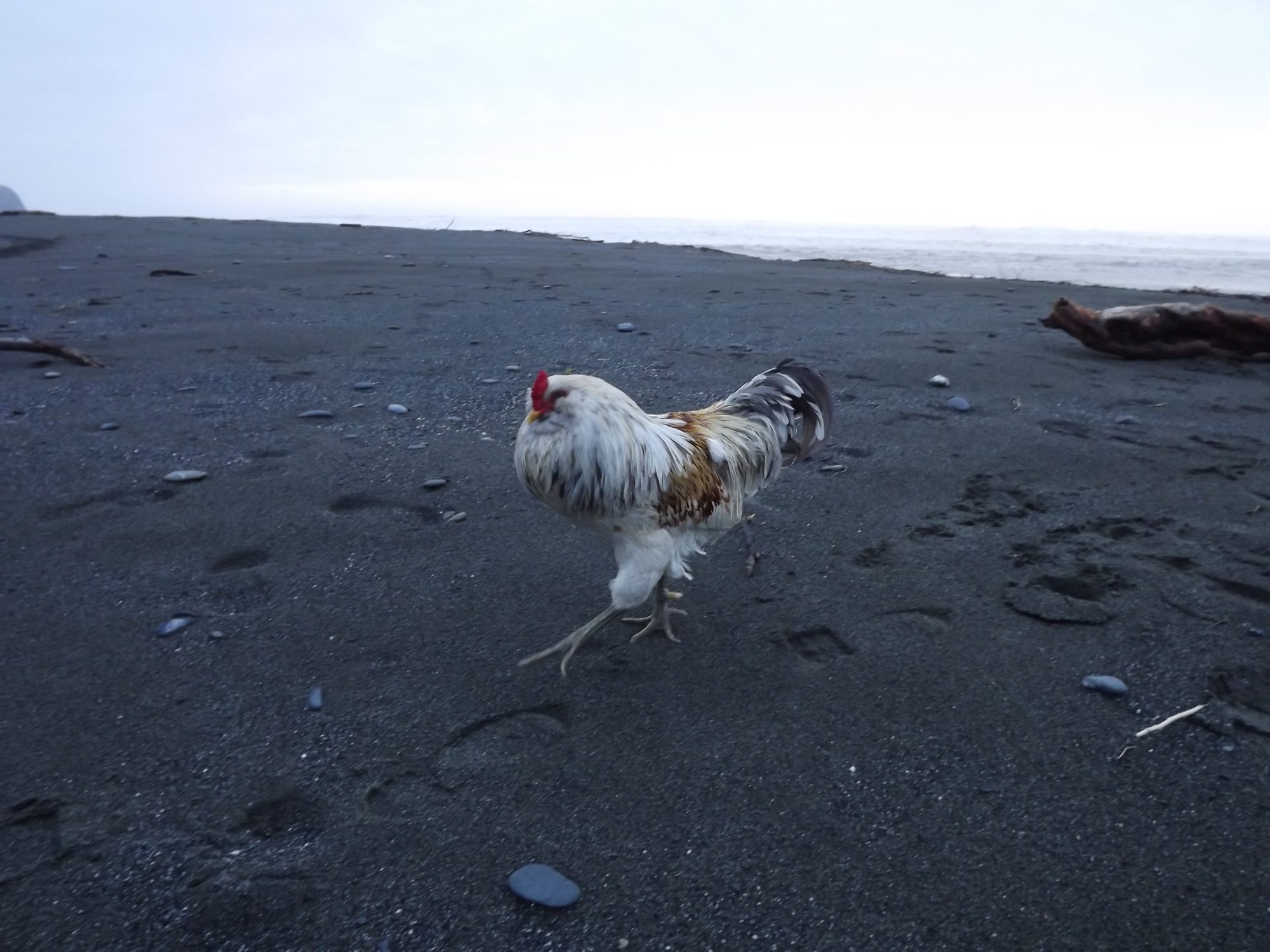 Taking a stroll on the beach.