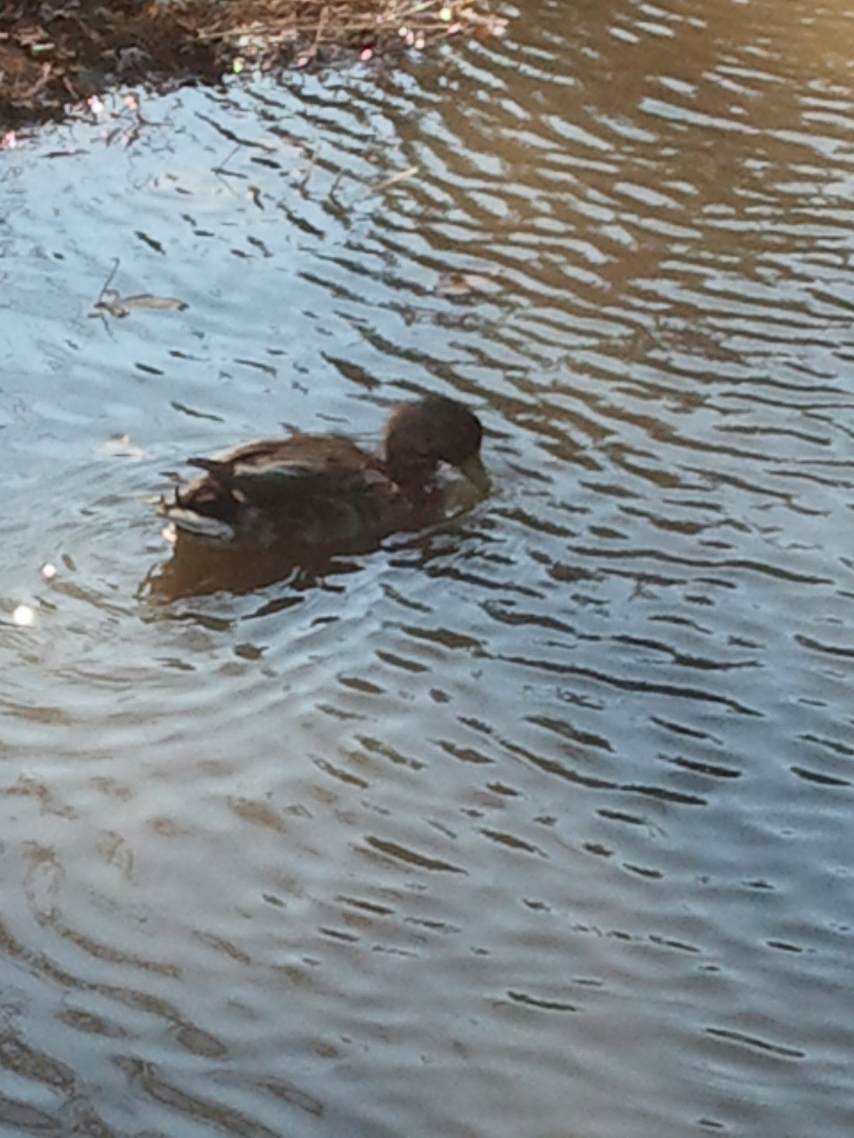 Taking my swim in the pond .