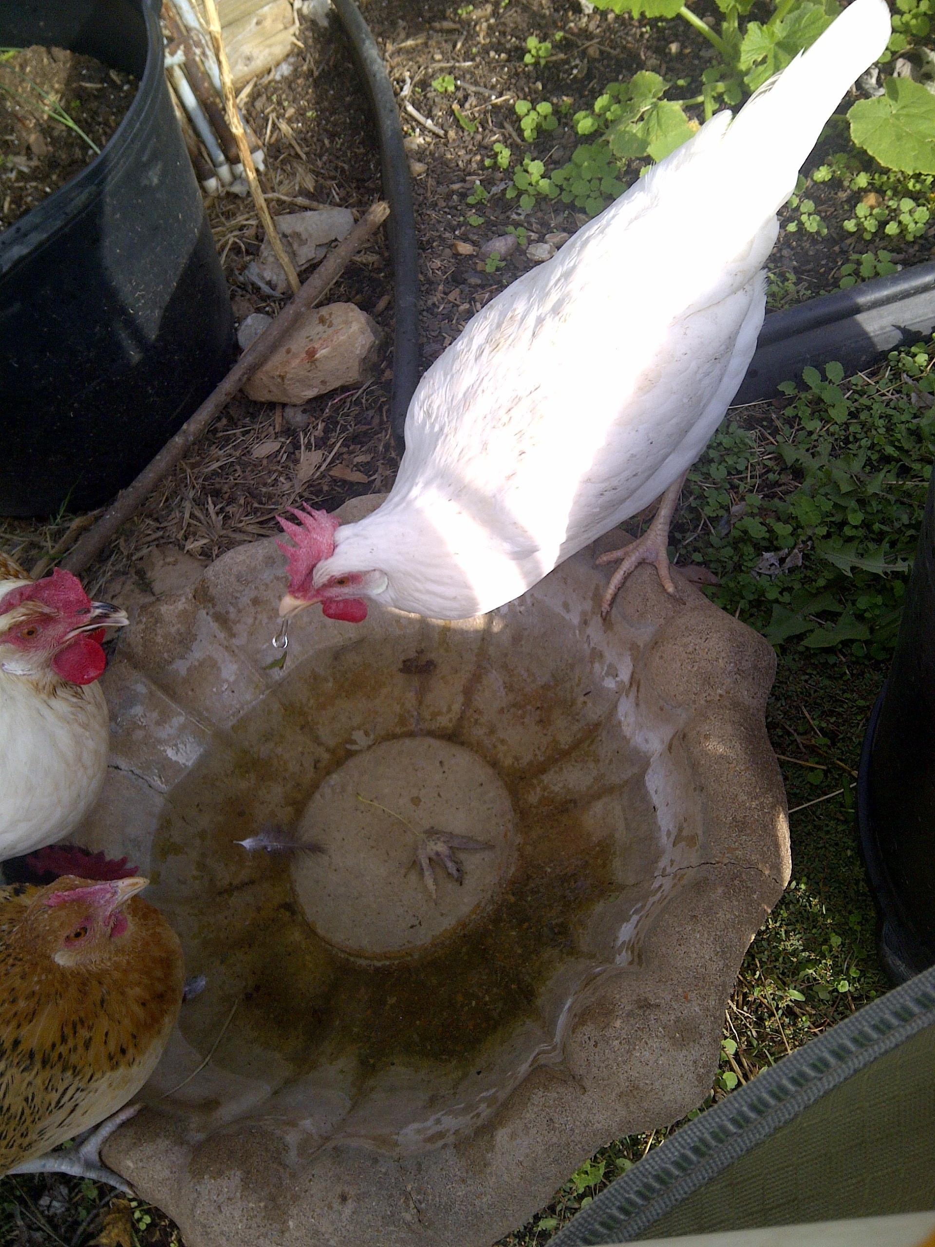 Taking turns at the bird bath for a drink while they are out roaming the yard for the day