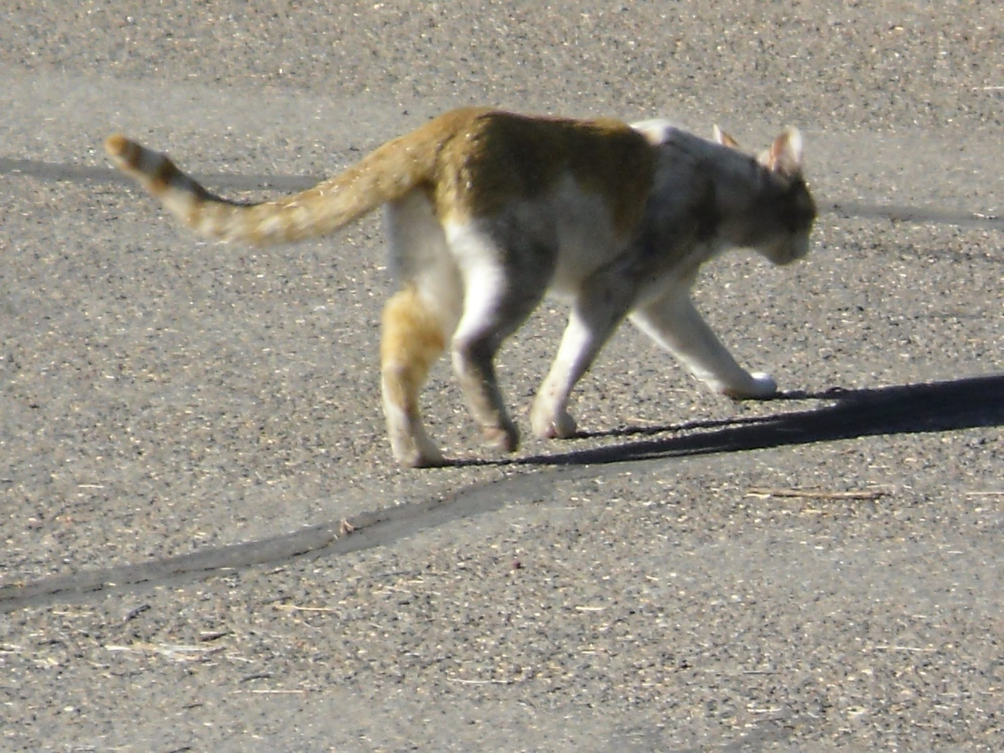 Tall Joe, our neighbors' cat.