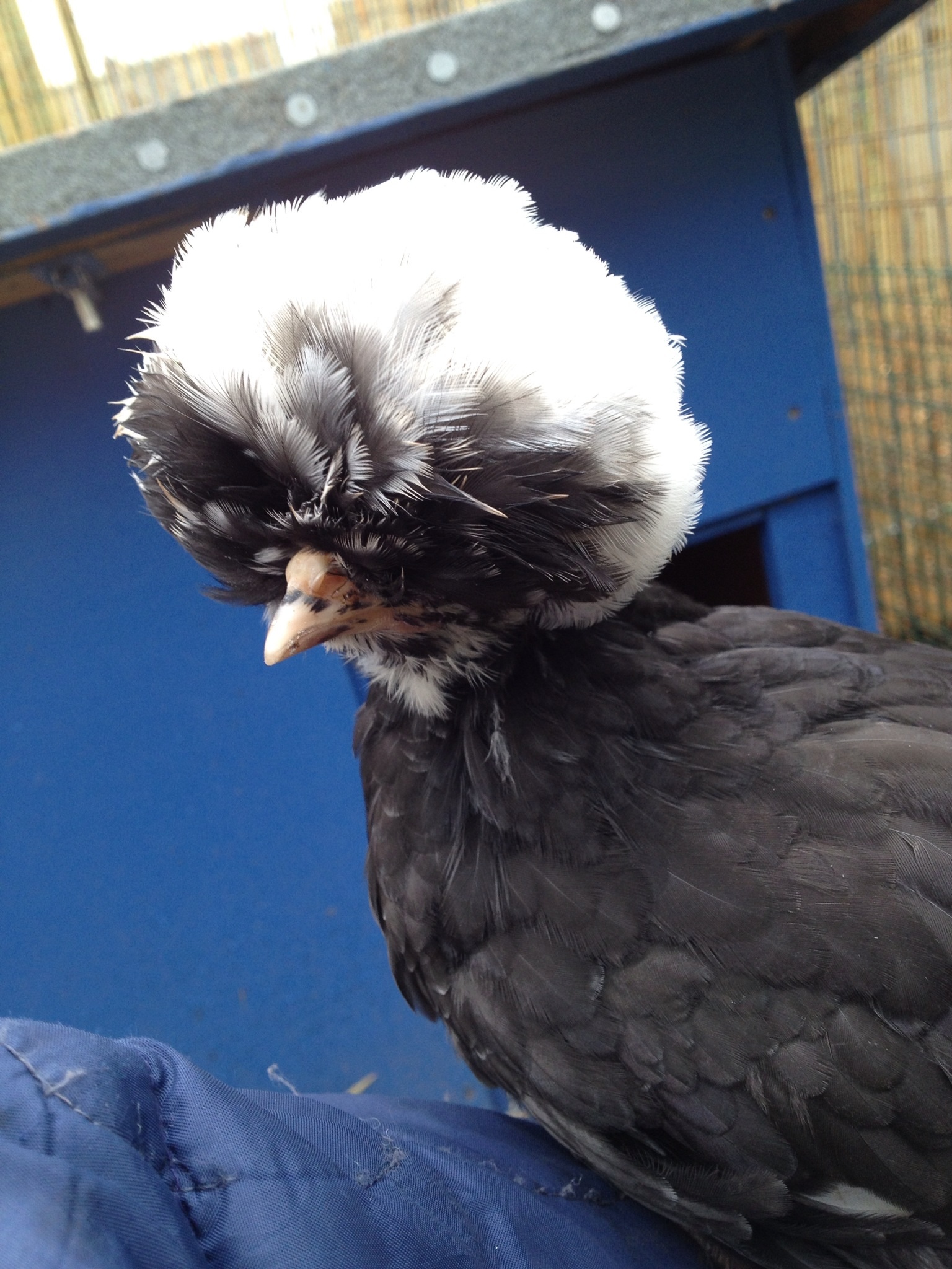 Taloula Bantam Polish/Poland