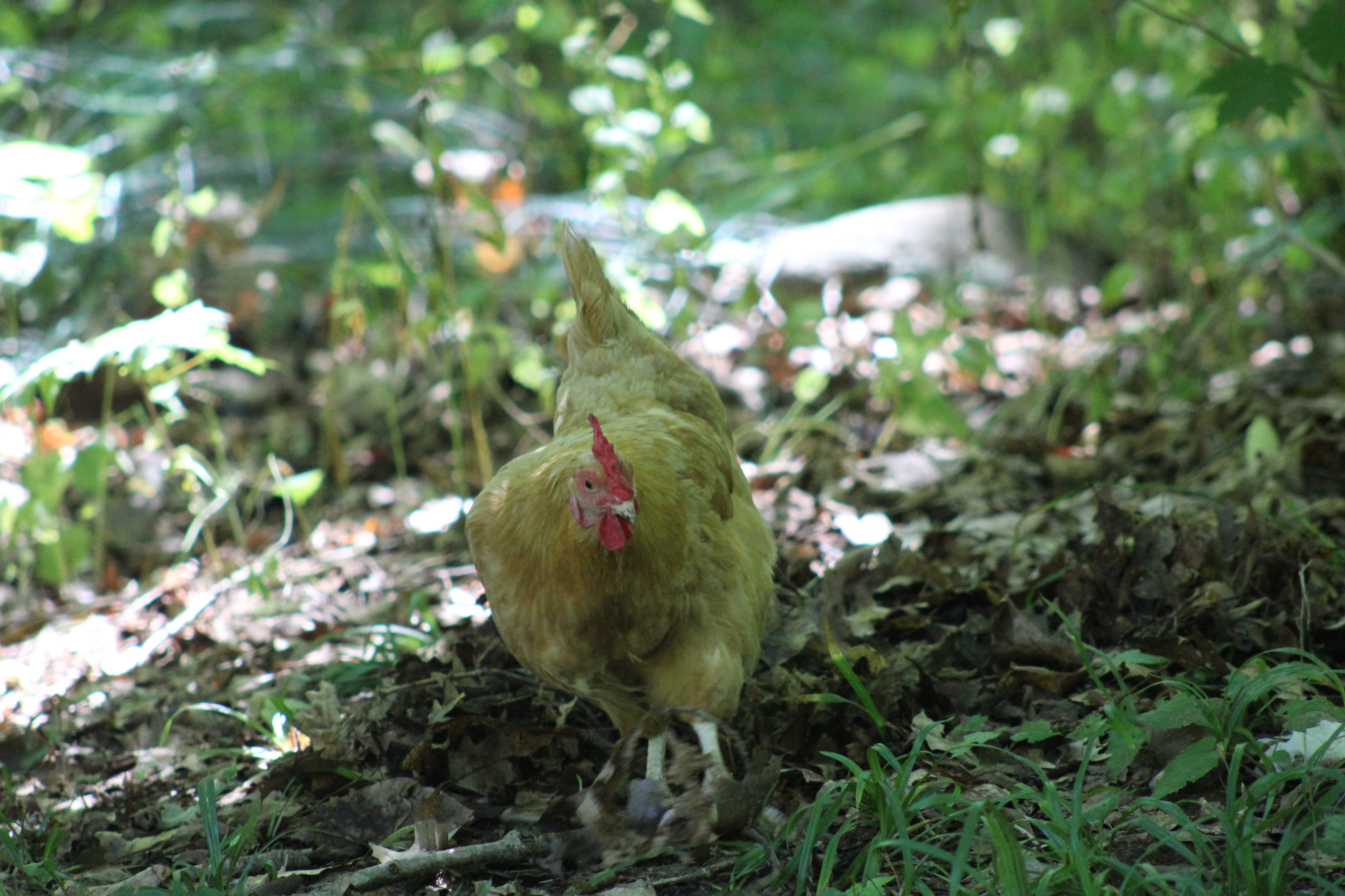 Tammy, my Buff Orpington hen, rooting around in the woods.