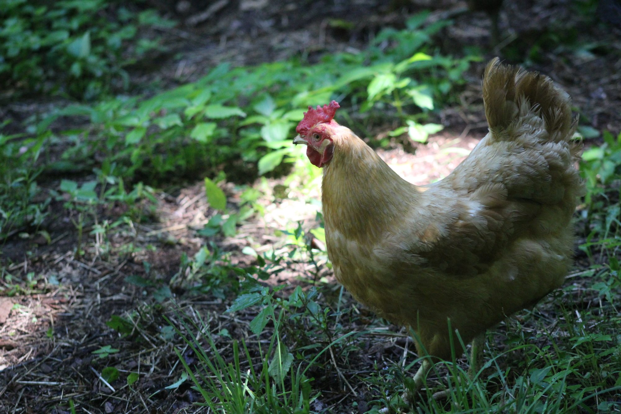 Tammy the Buff Orpington looking at something in the distance.