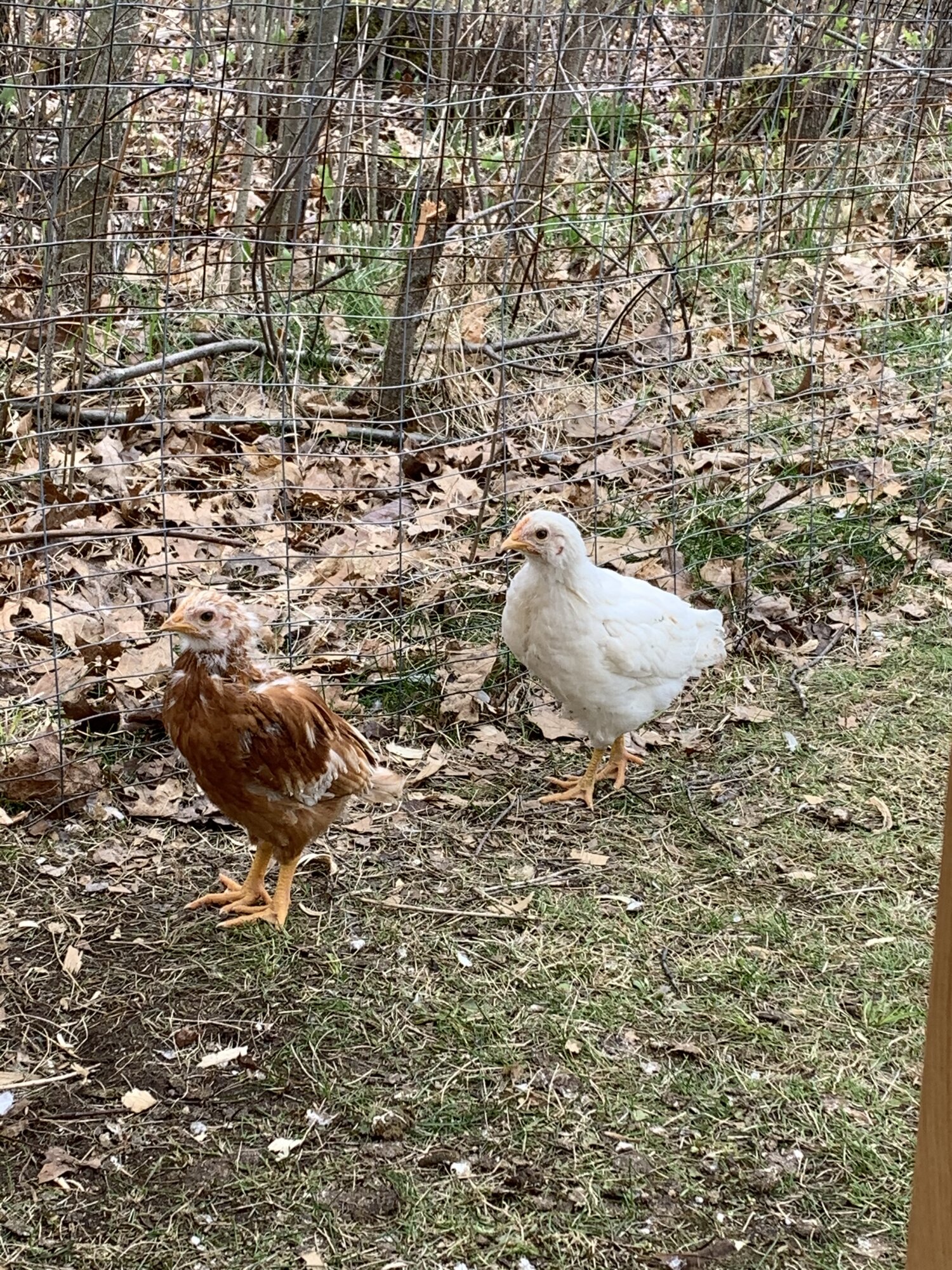Tan and Commet