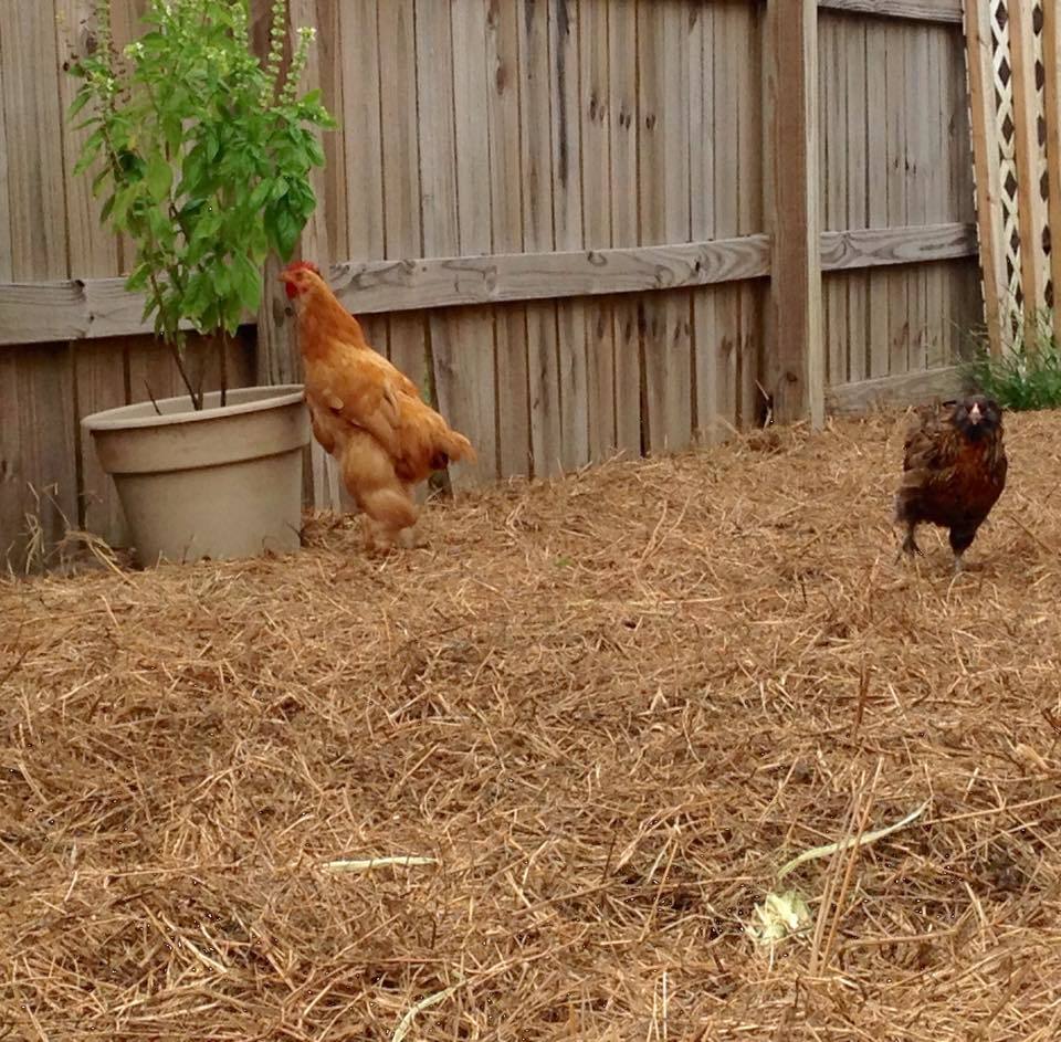 Tangi (orange) and NOLA