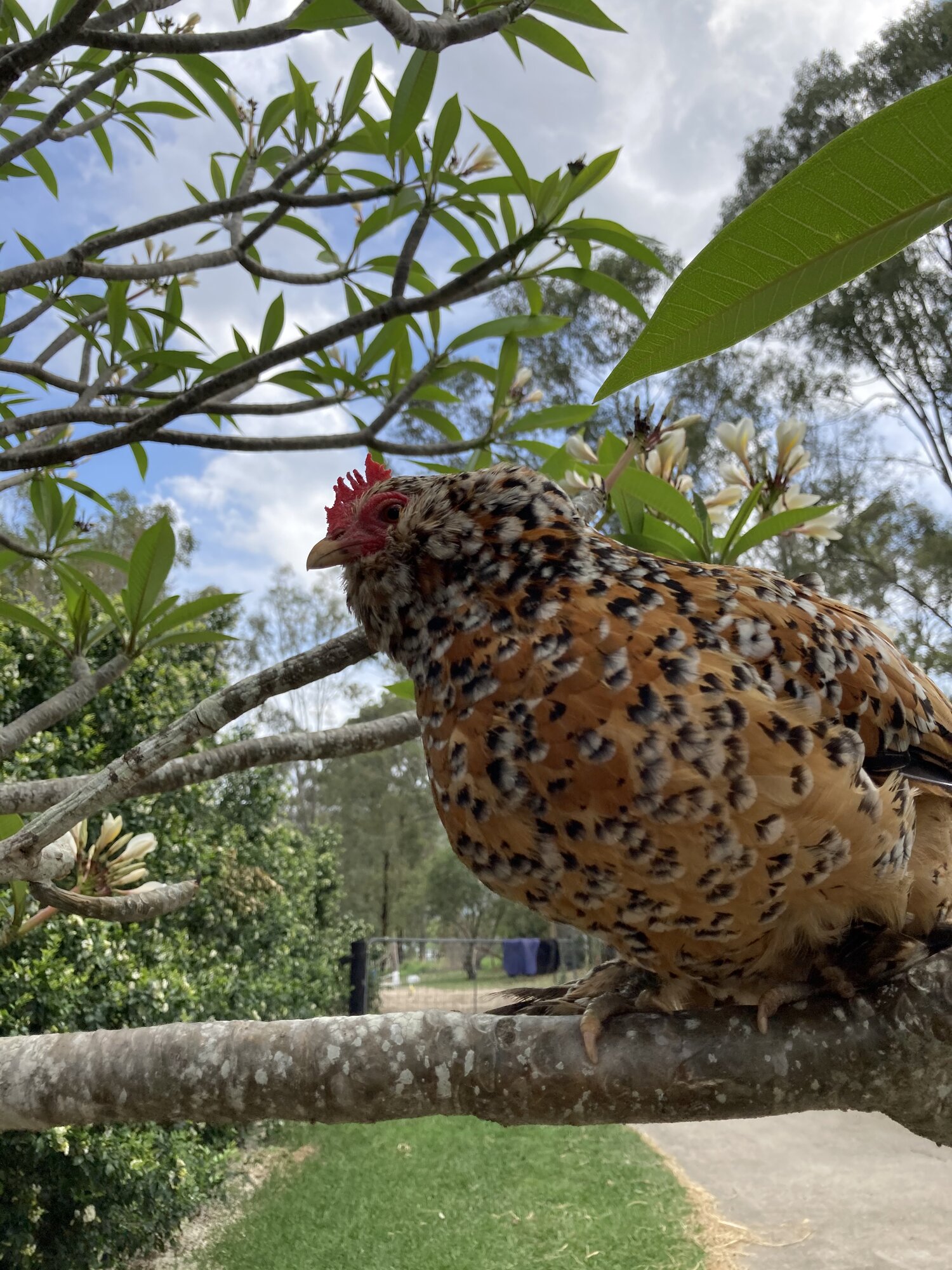 Tango in the frangipanni tree