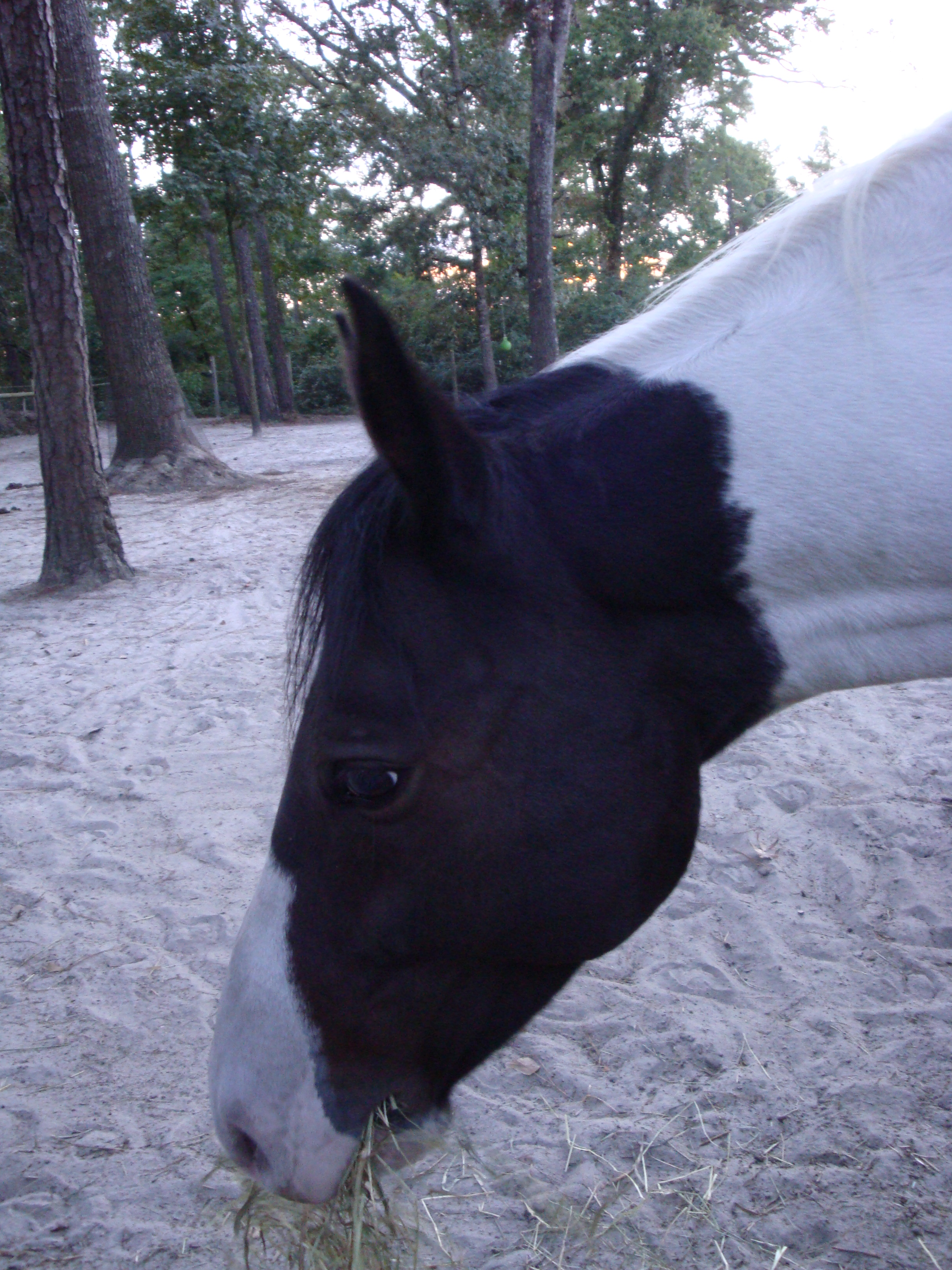 Tanka, the part Arab/ part Quarter Horse.