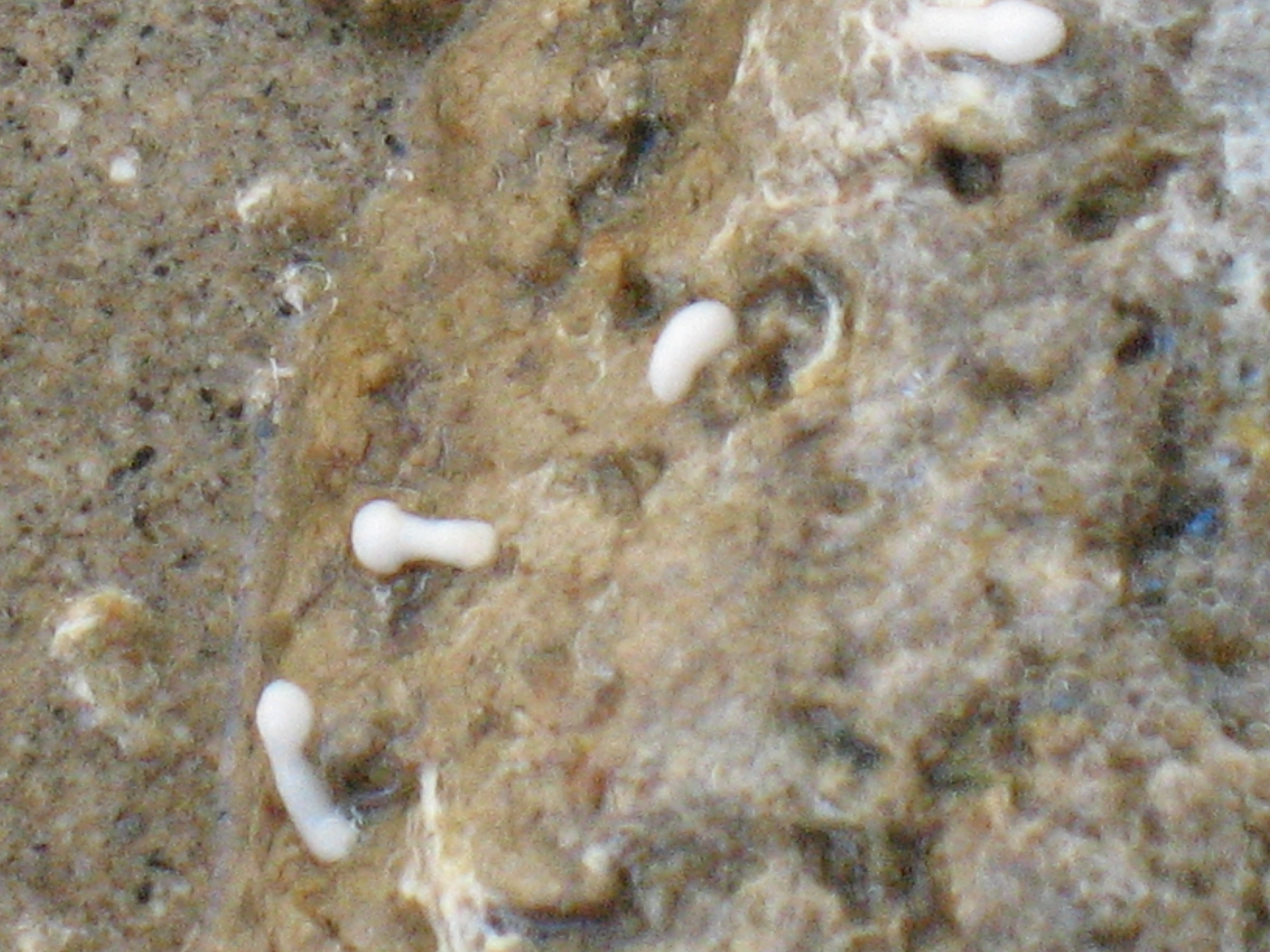 Tapeworm Segments in poop #1