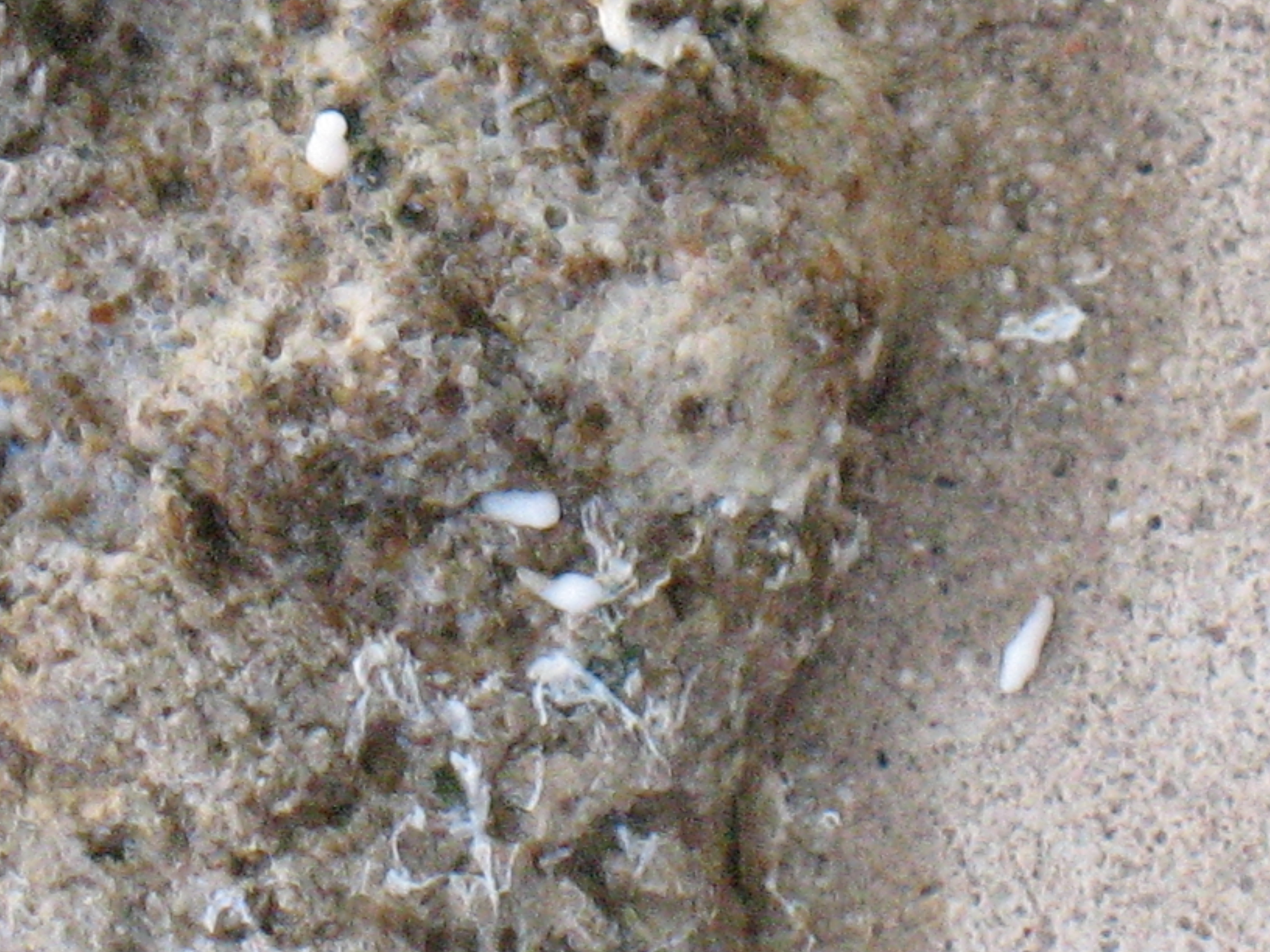 Tapeworm Segments in poop #2
