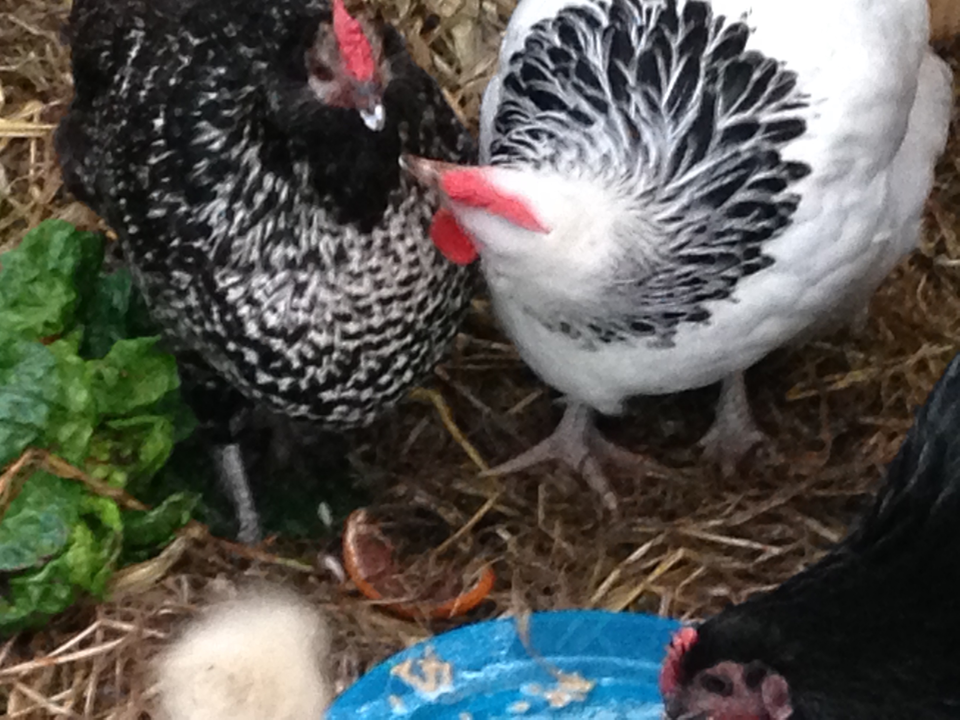tastes better coming from another beak than the plate