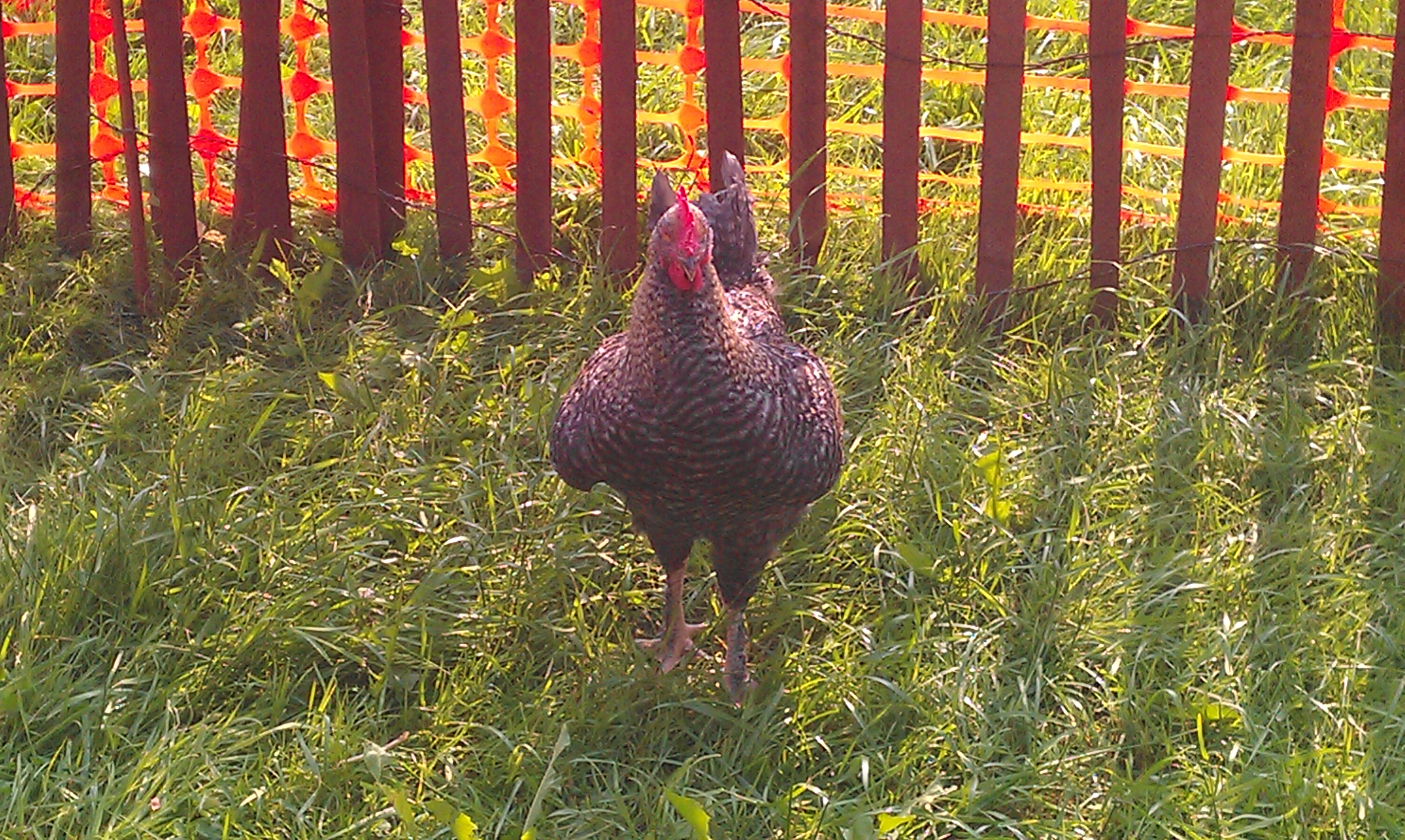 Taylor, my gorgeous Cuckoo Madam, sayin cheese for the camera.