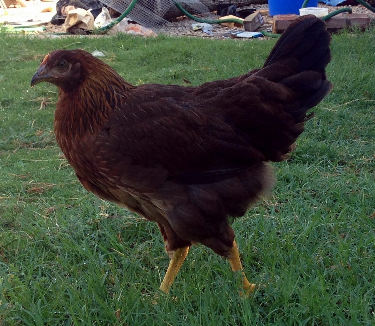 Tea about 2 1/2 months