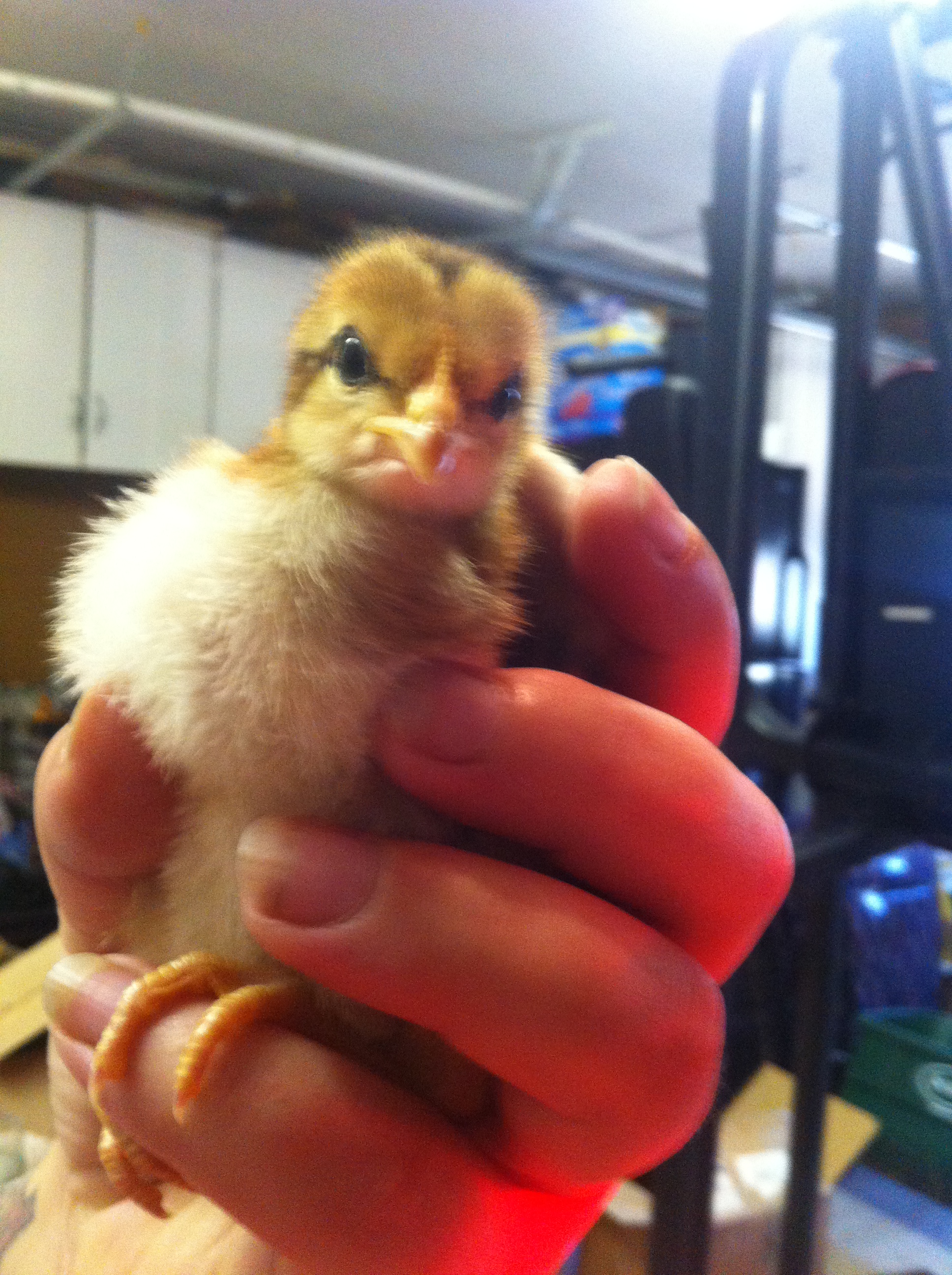 Tea -Welsummer about 2 weeks