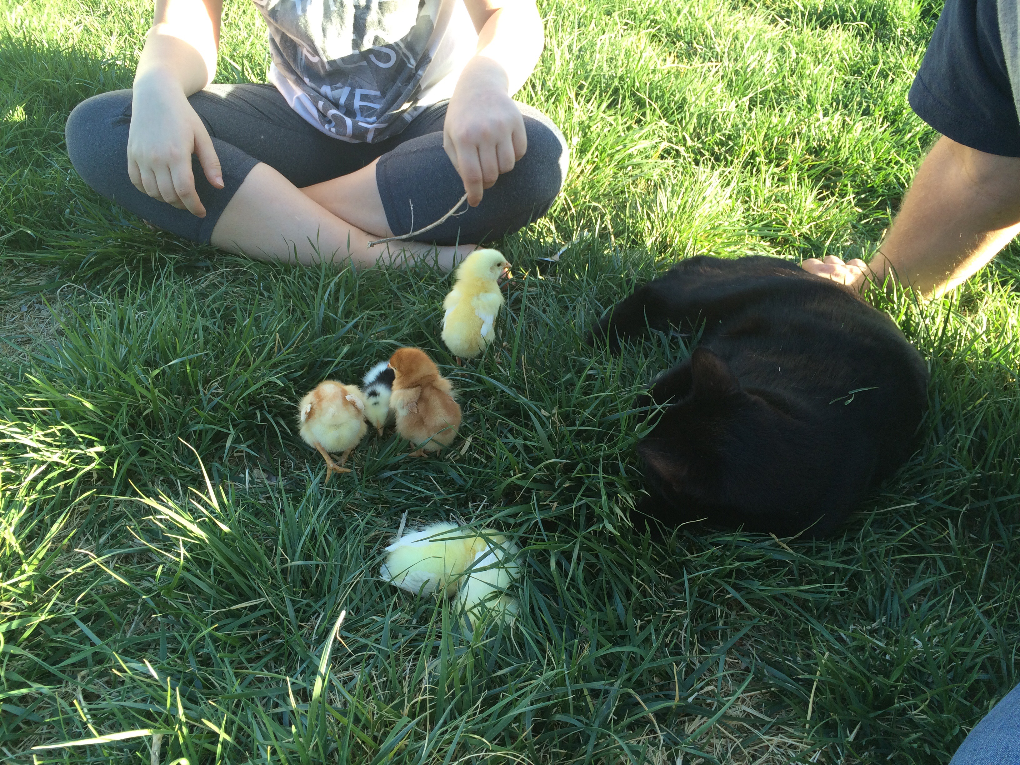 Teaching our cat to leave the chicks alone.