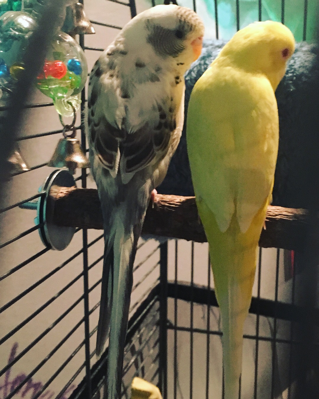 Teah and Ray