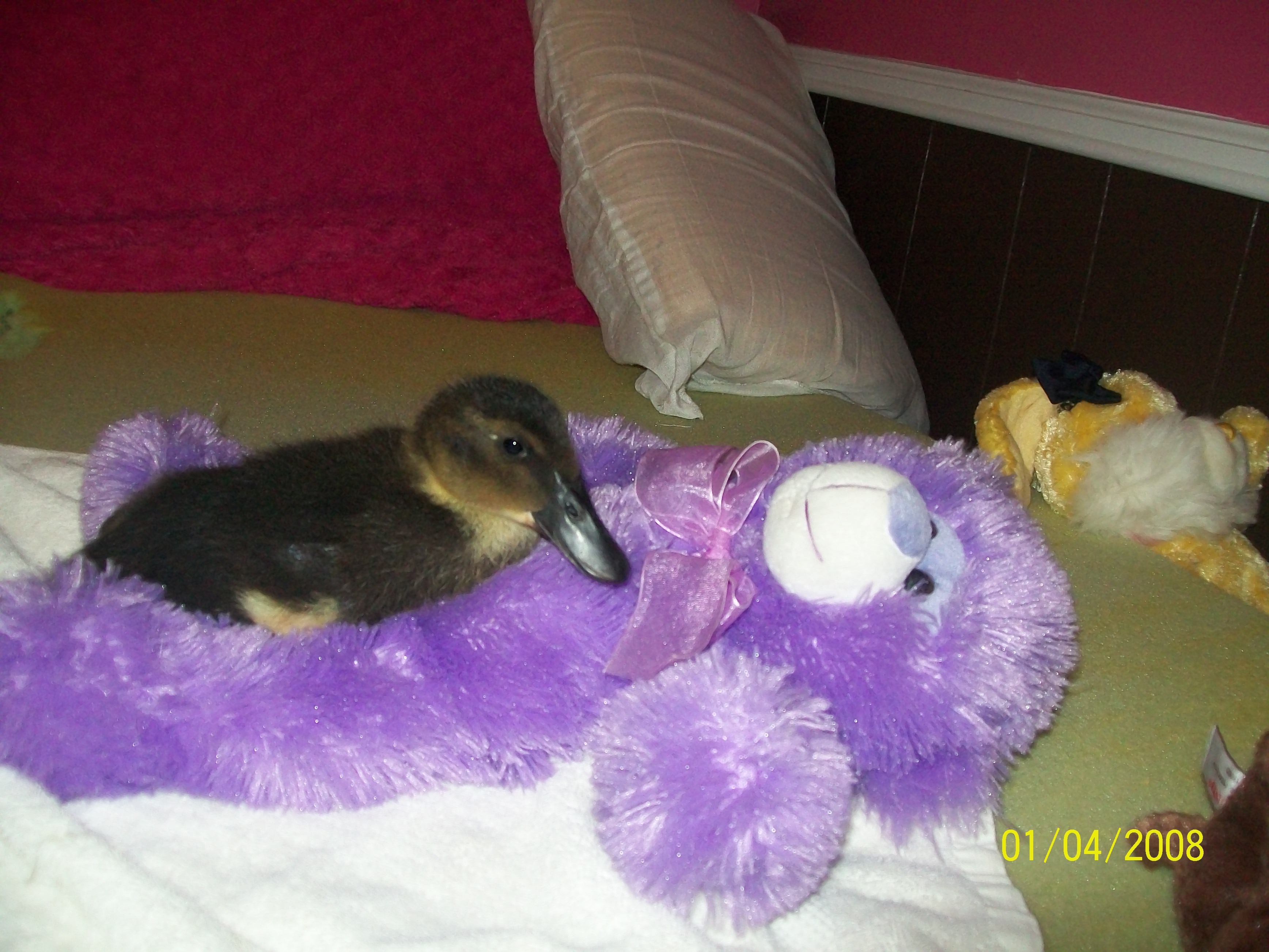 Teddy bear
17 Days old