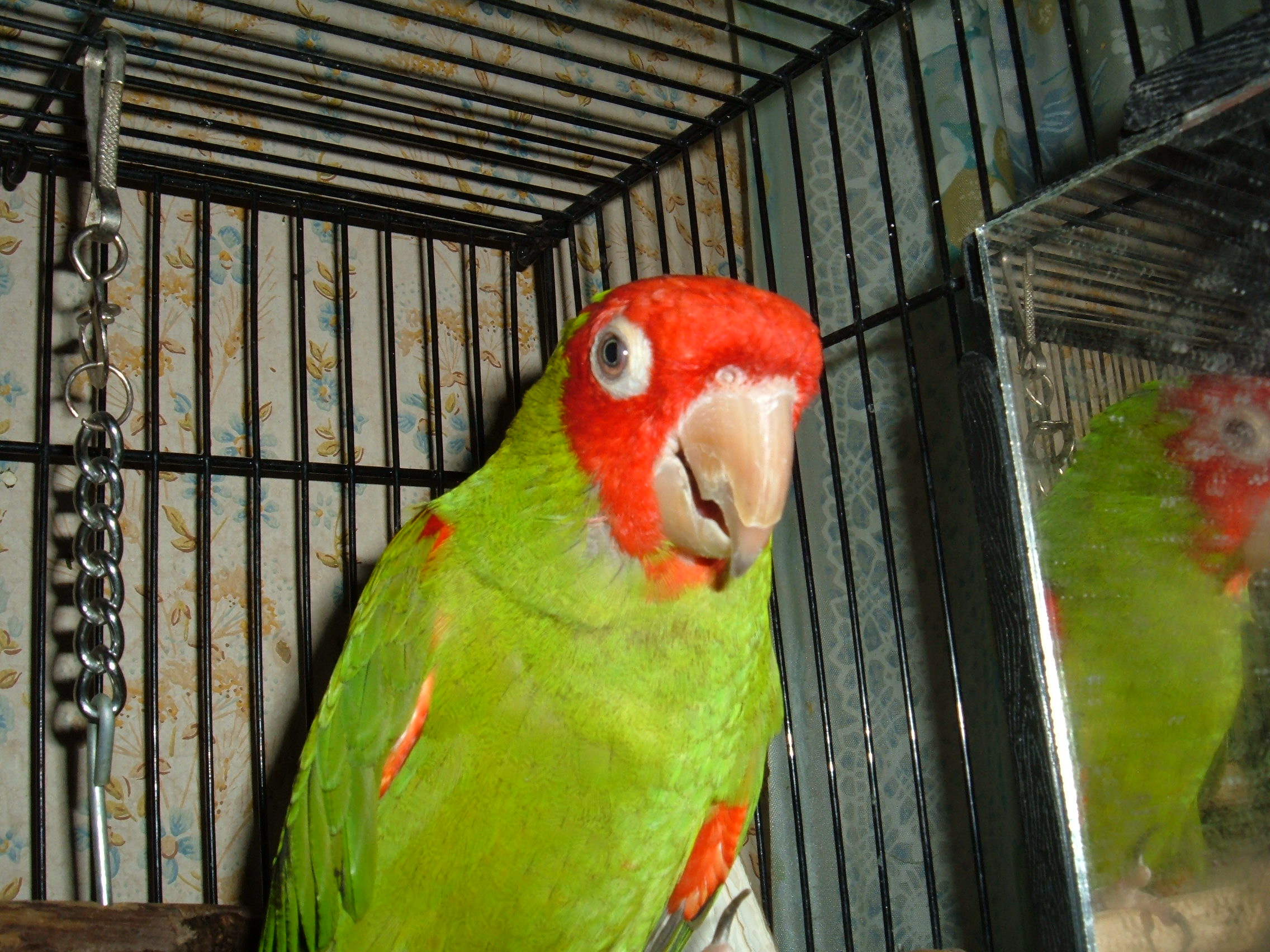 Tee-Jay. Cherry head conure, passed away this past april 2012