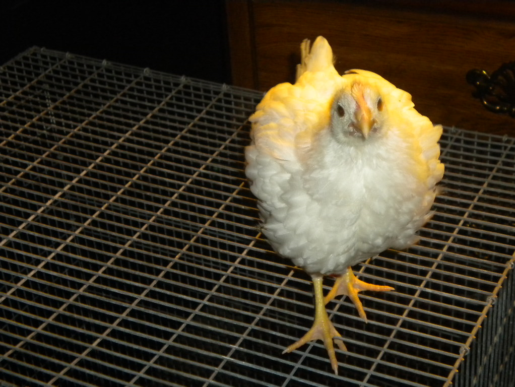 Teen Nugget.