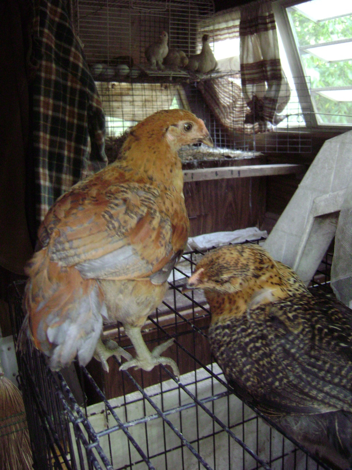 teenager cookie on the right, her brother blue on the left. The two chicks i kept from the lap hen and first roo pairing.