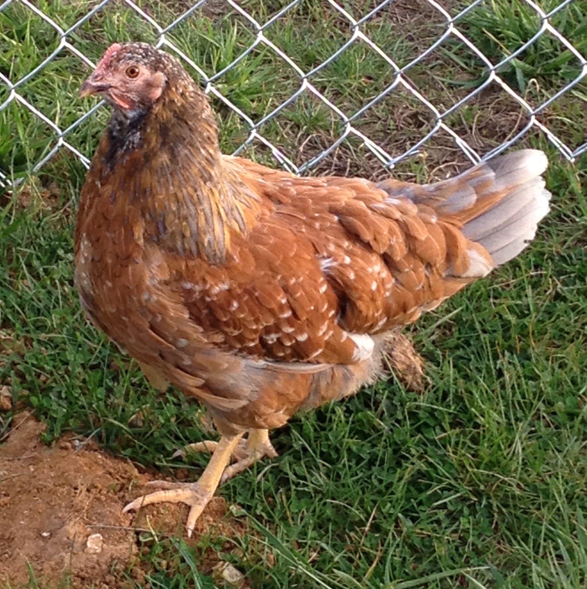 Teenager pullet