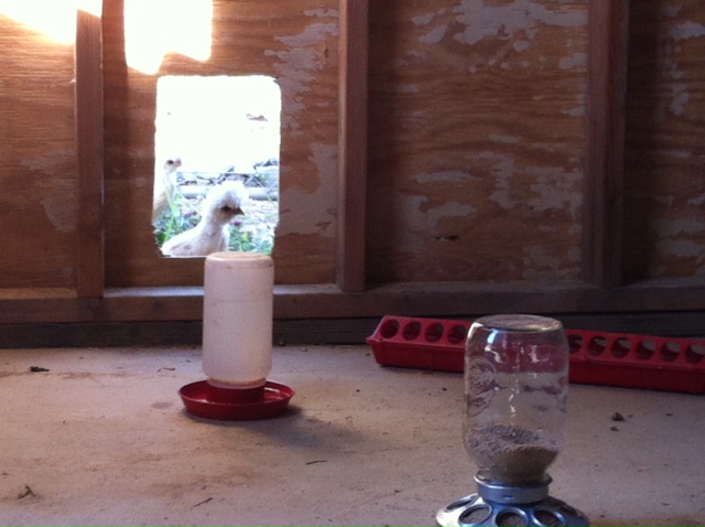 temporary chicken door.