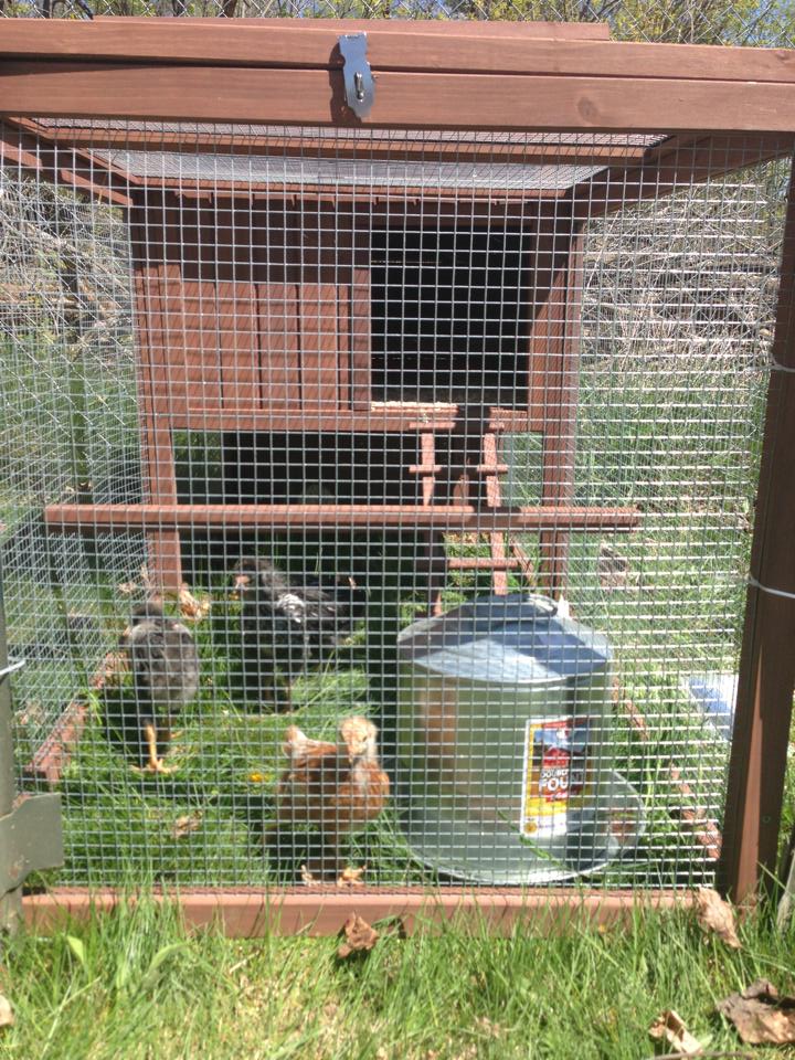 Temporary coop until ours is built.