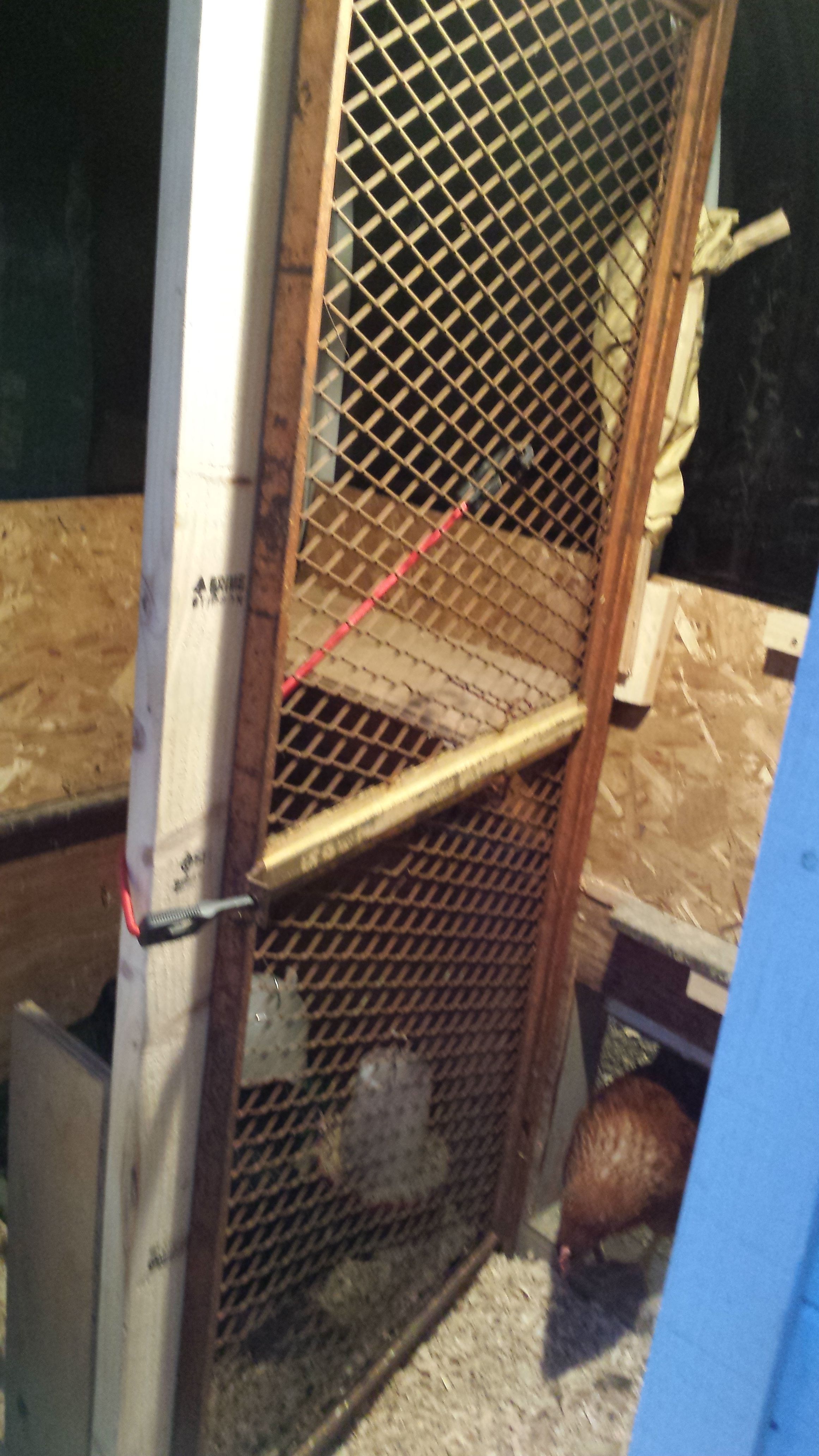 Temporary division in the coop BackYard Chickens Learn How to Raise