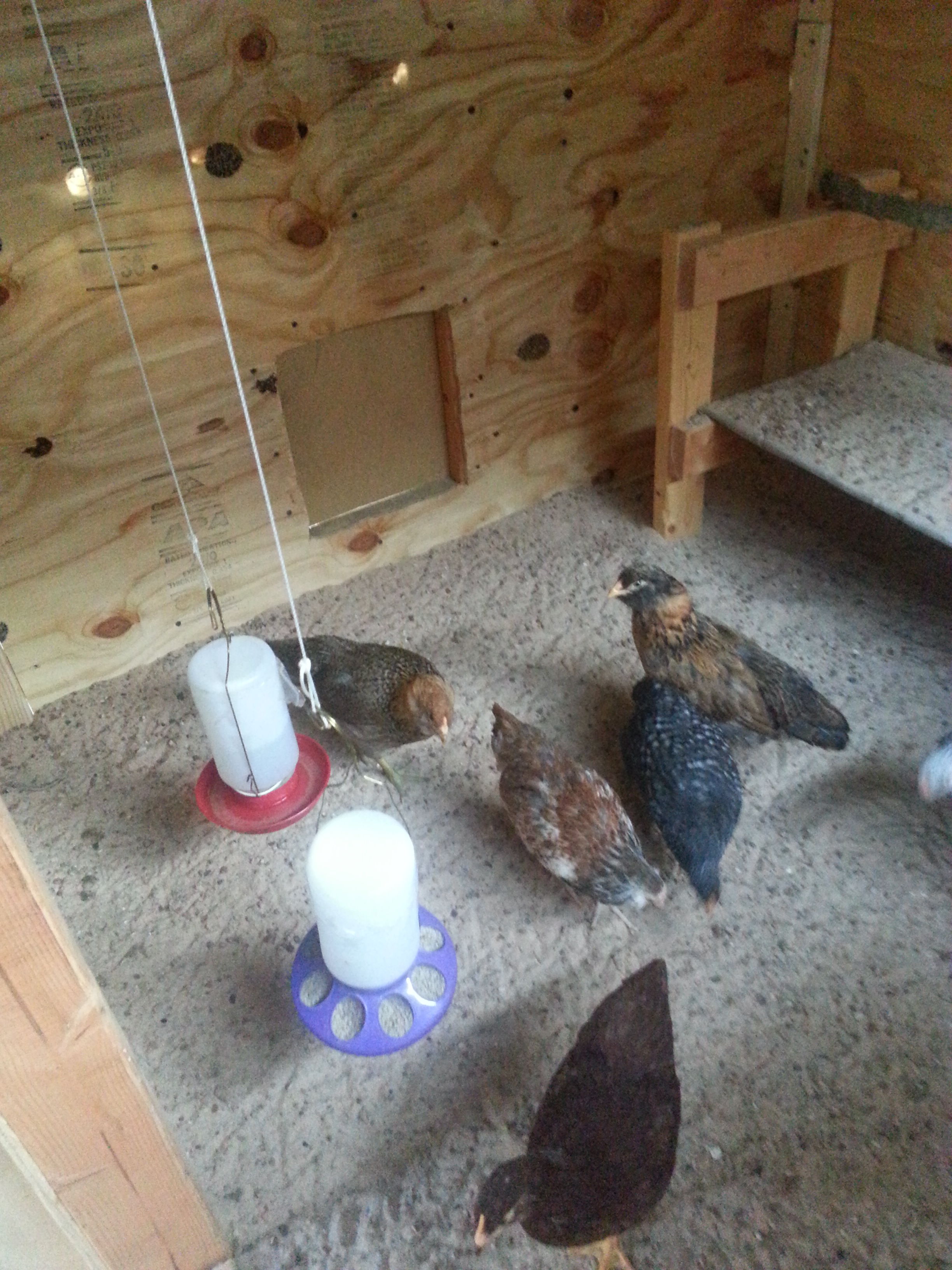 Temporary feeder/waterer