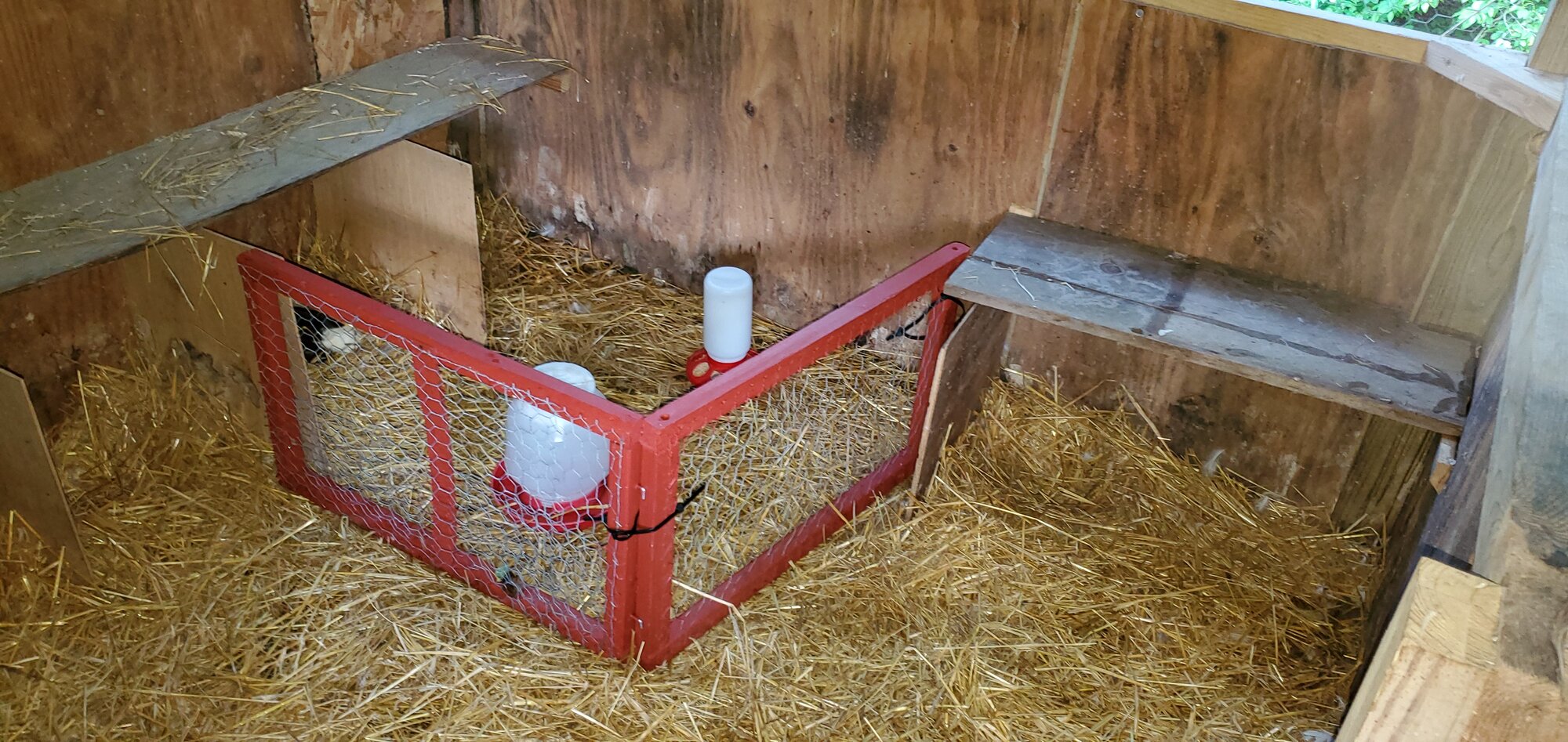 Temporary nursery for the ducklings