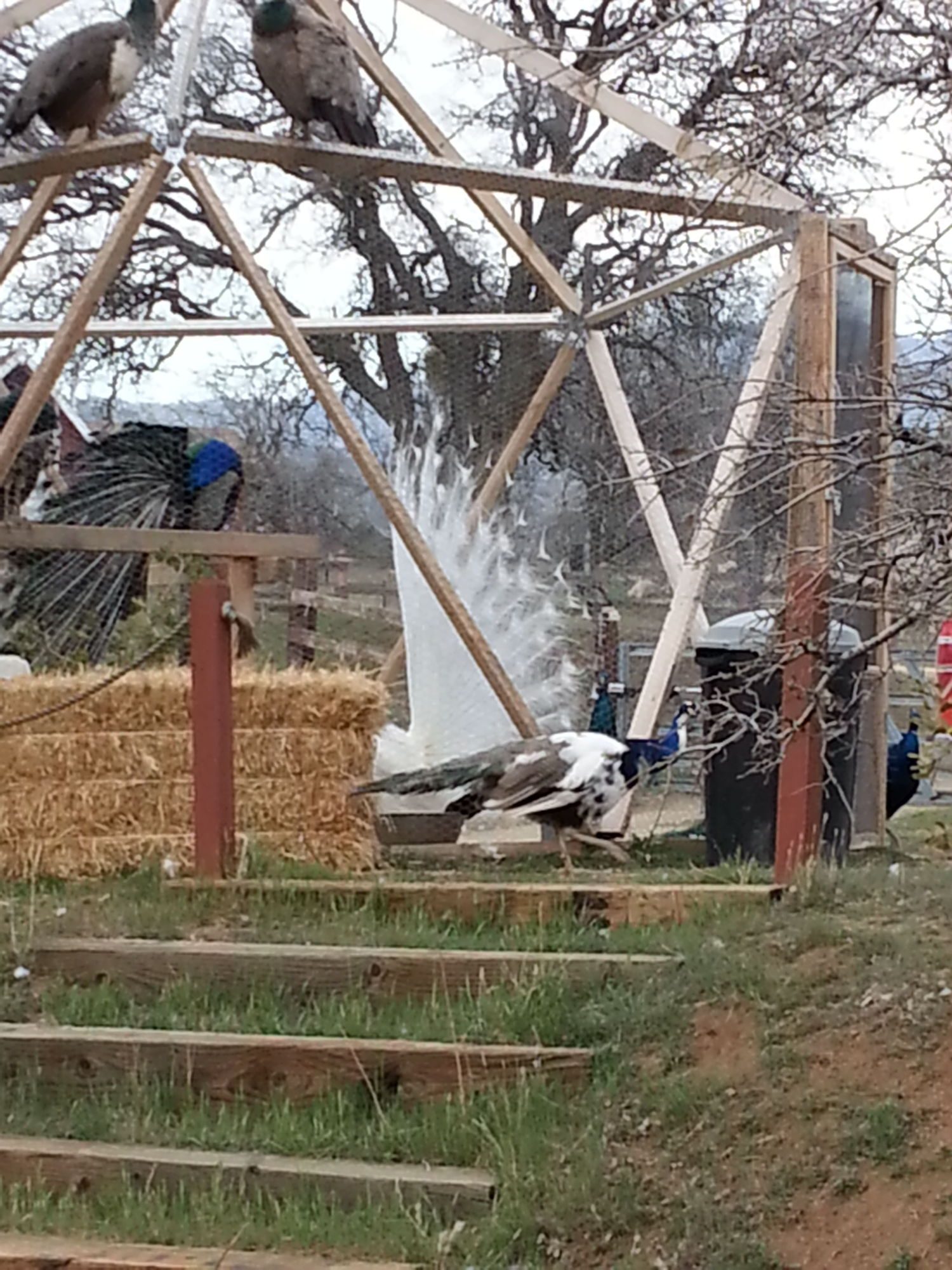 Temporary Peacock Enclosure made with Stromberg's Starplates
