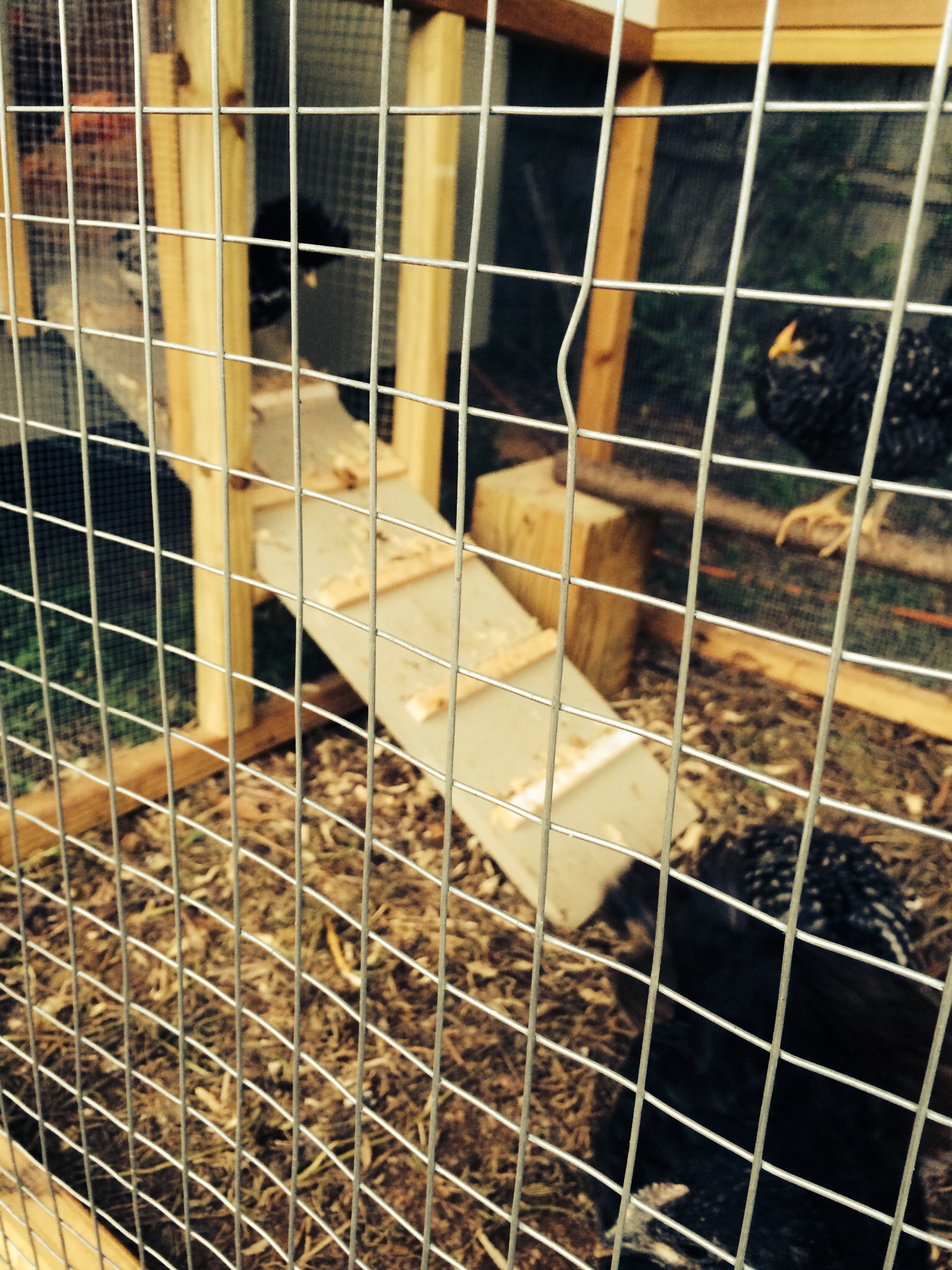 Temporary run attached to coop while transferring from the brooder and building the large surround run.