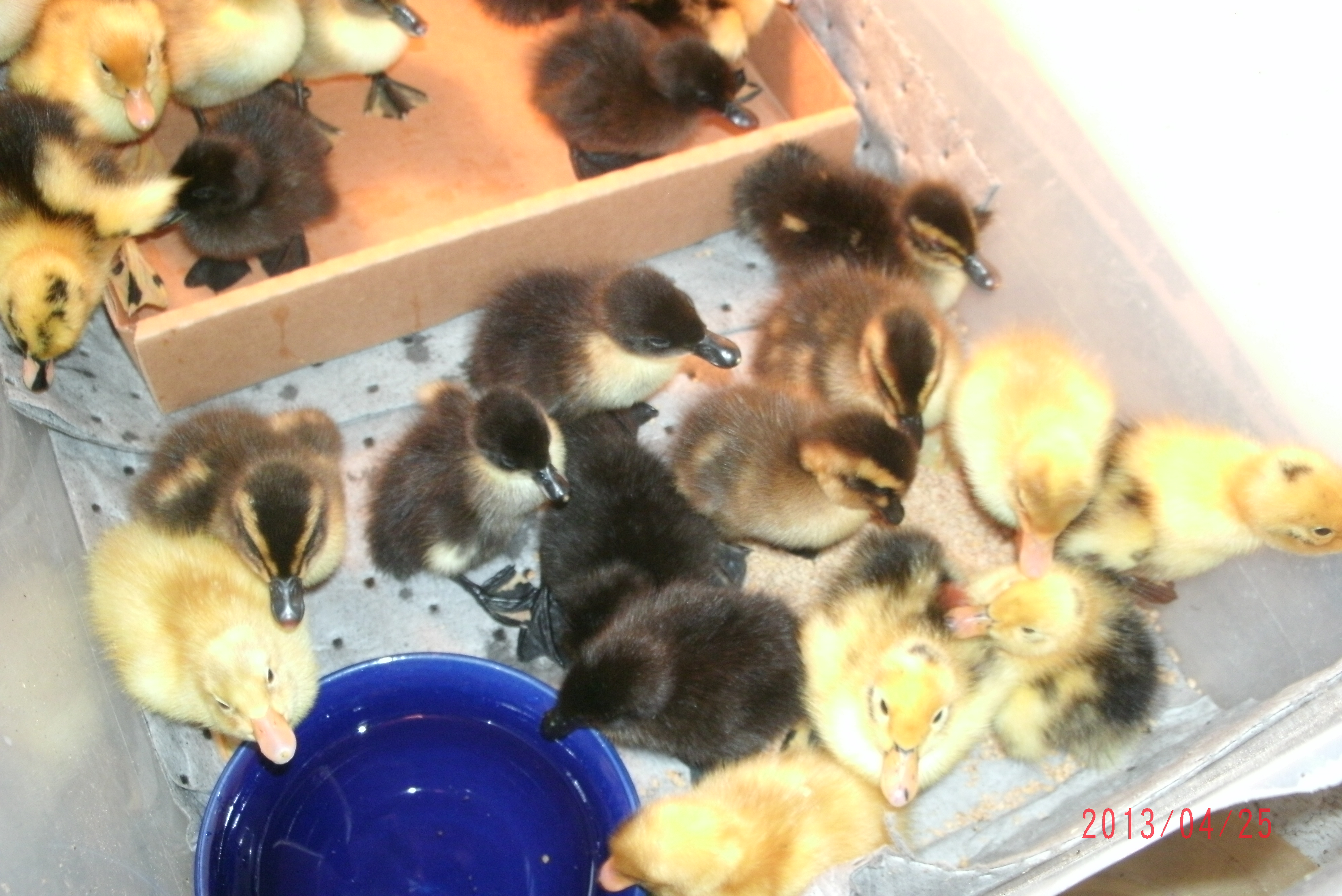 tempory duckling home