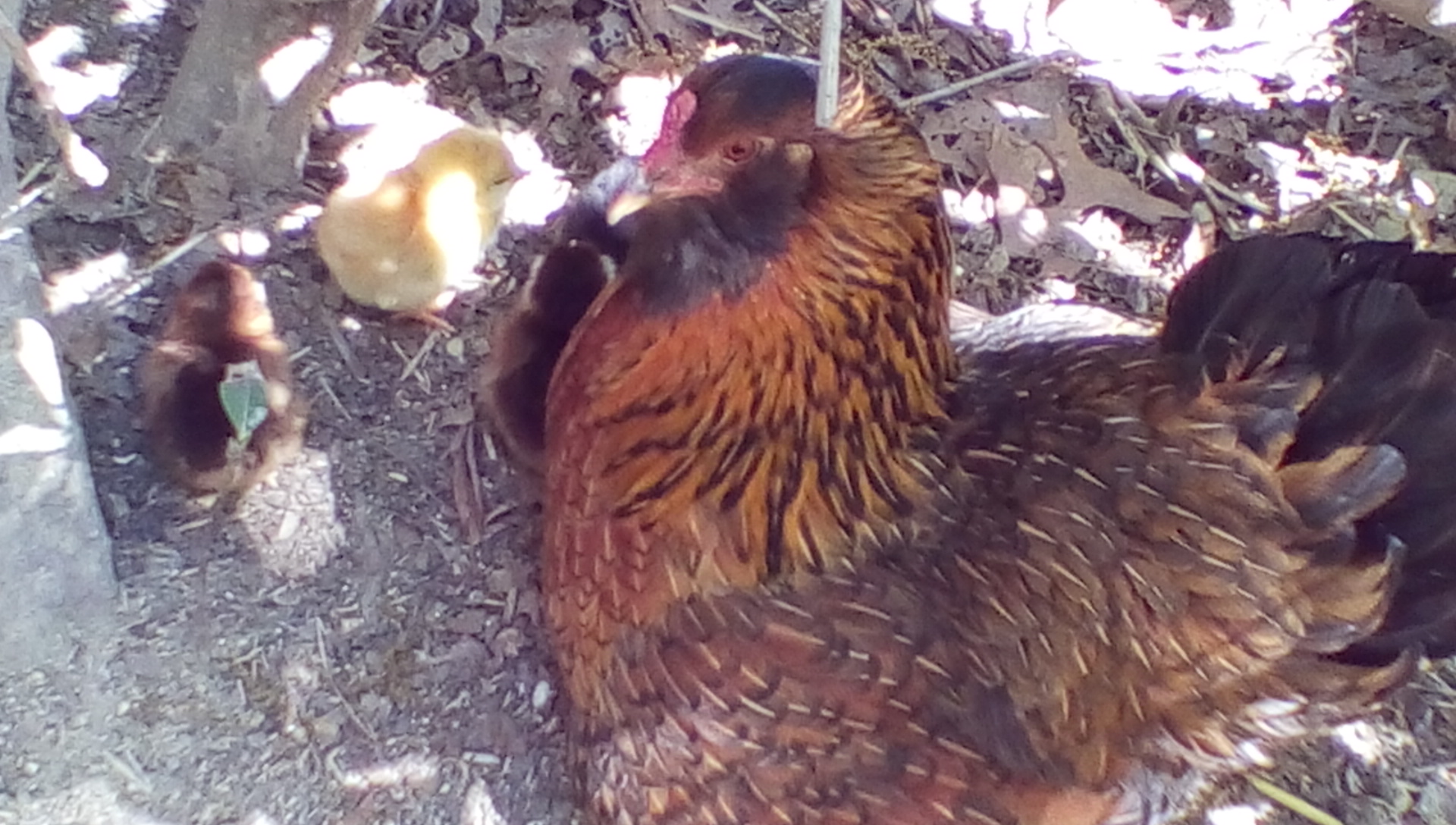 Tennessee chicks and mama