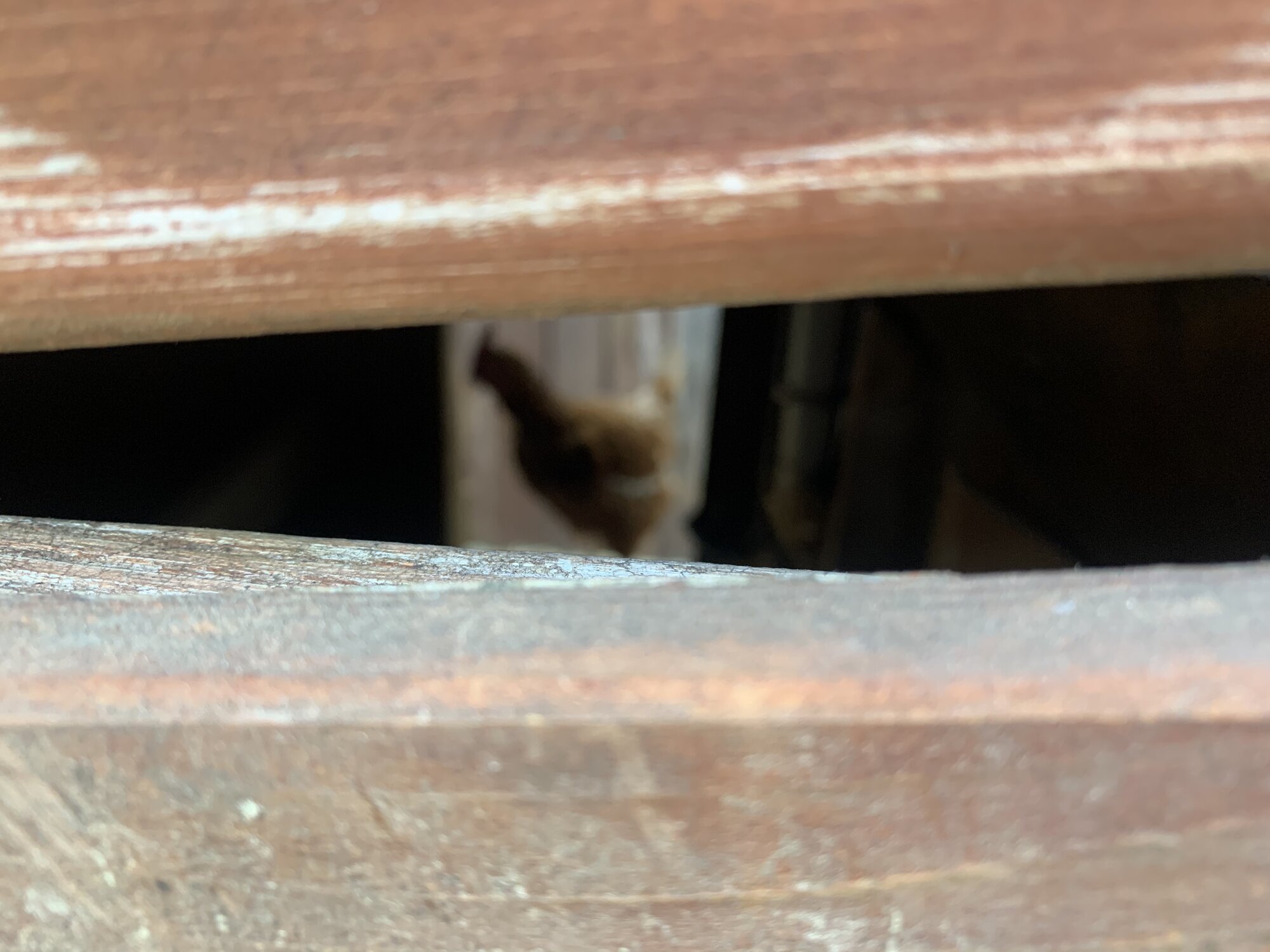 Teriyaki keeping watch