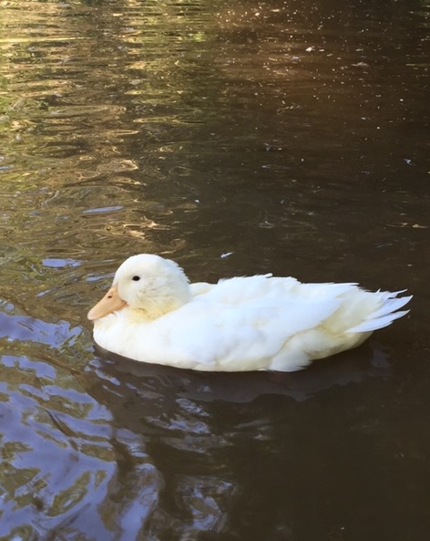 Teriyaki- my 12 week old Pekin drake