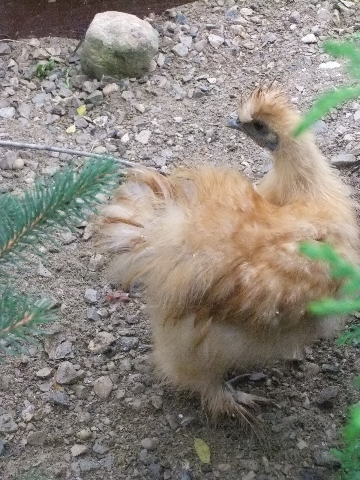 Tersha-Buff Silkie Hen