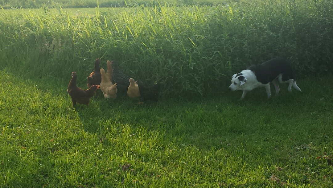 Tessa making sure they are safe!