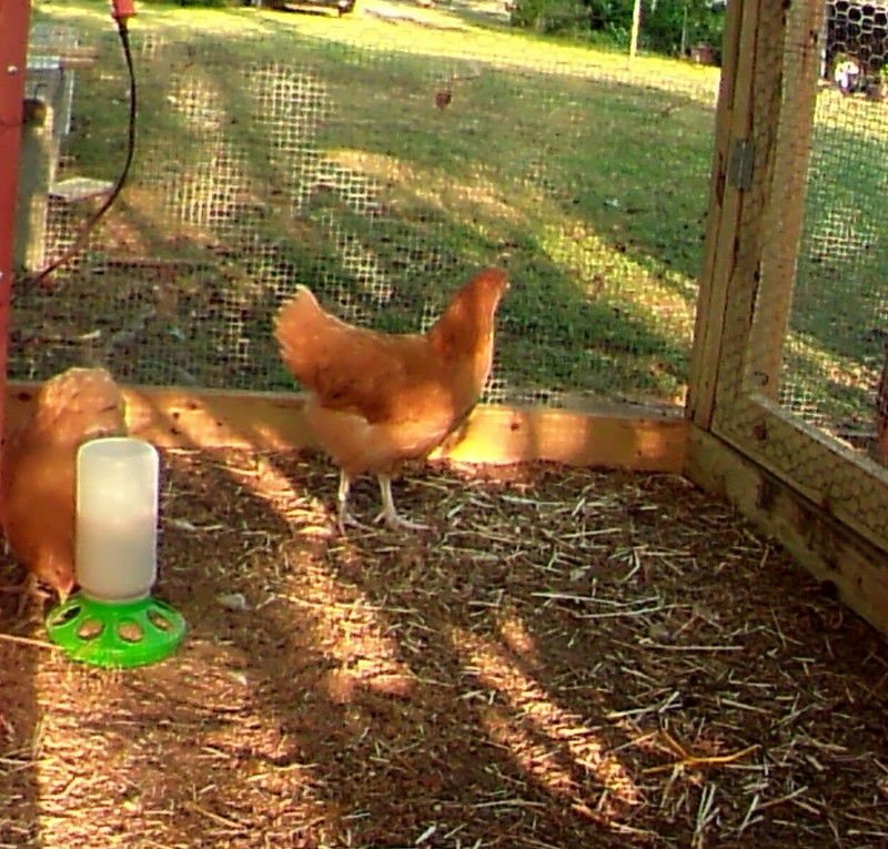 tested and ready for county fair at 10 weeks!