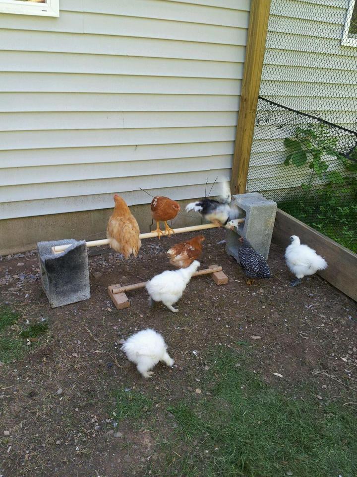 testing out the new roost