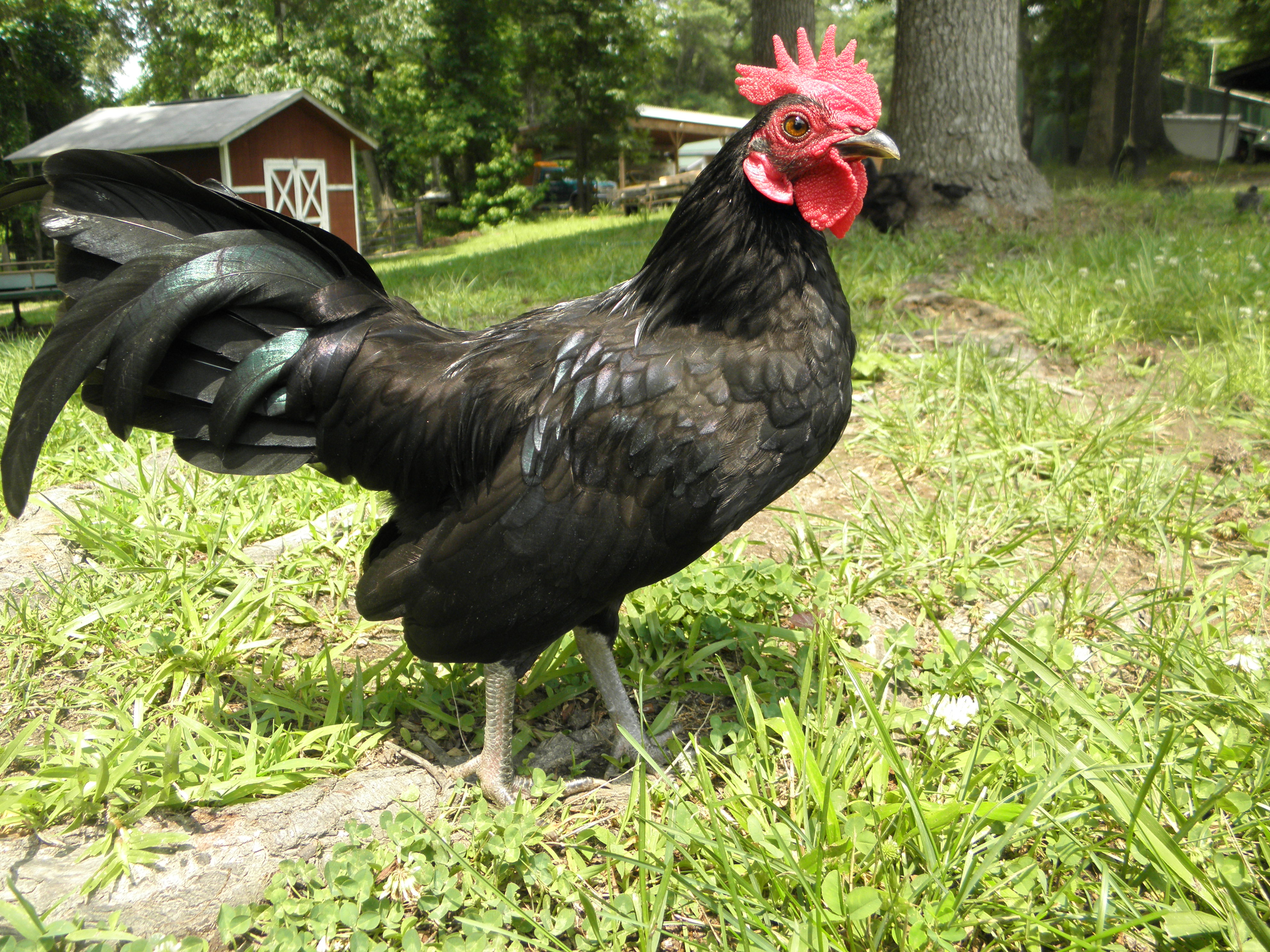 Texaco is such a friendly little bantam and very curious too!