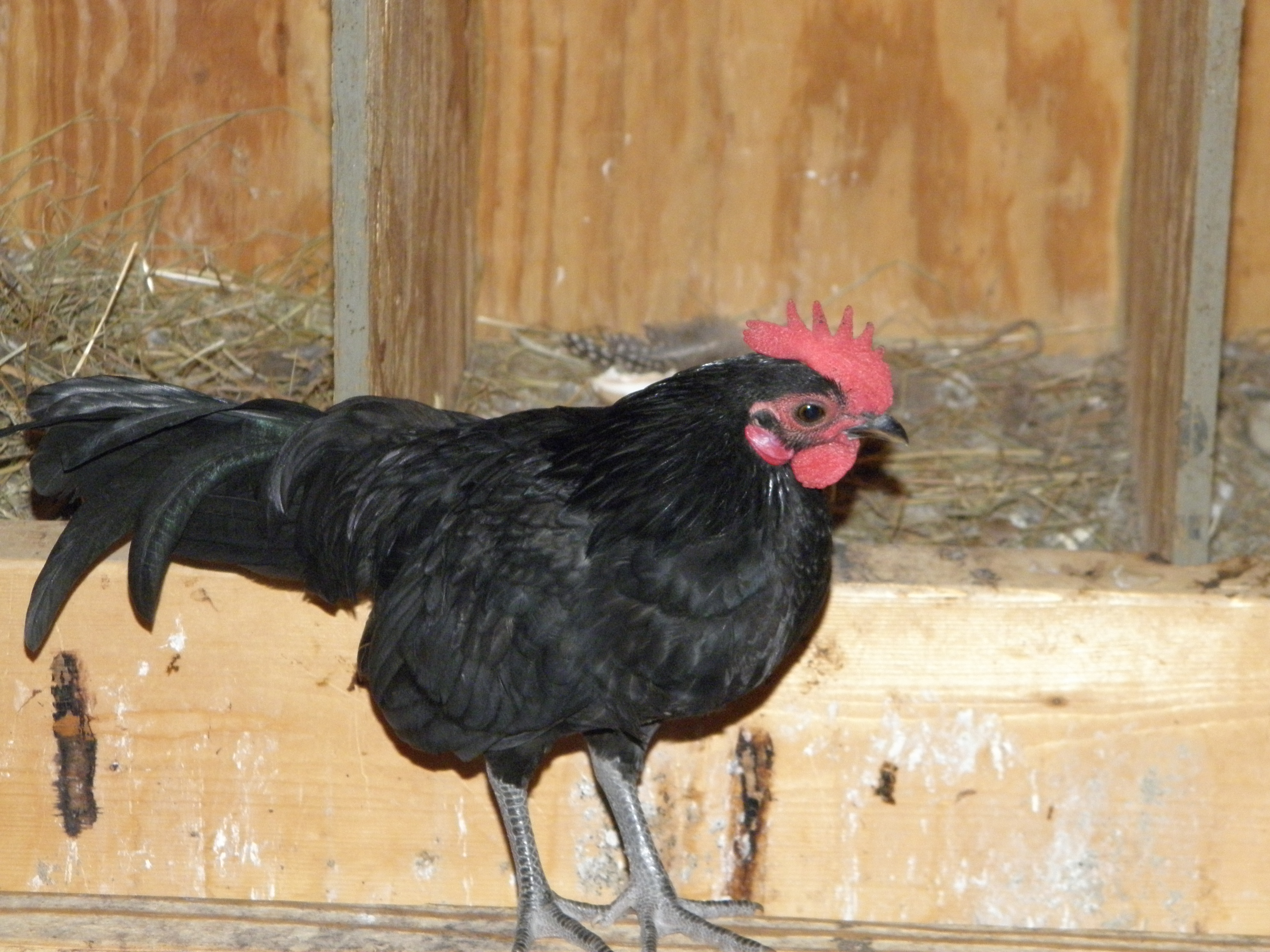 Texaco or Tex for short.