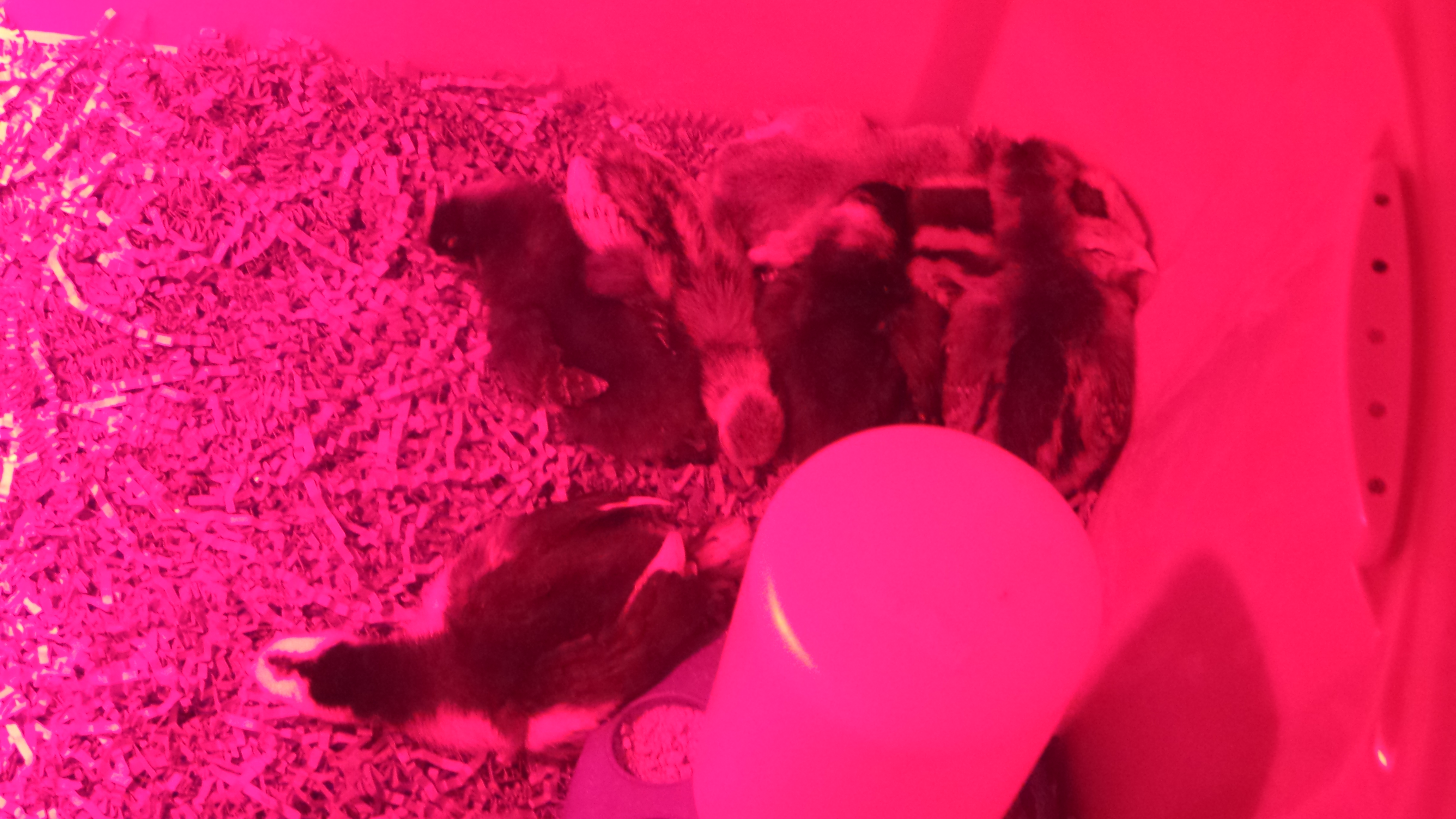 Th rest of them sleeping.