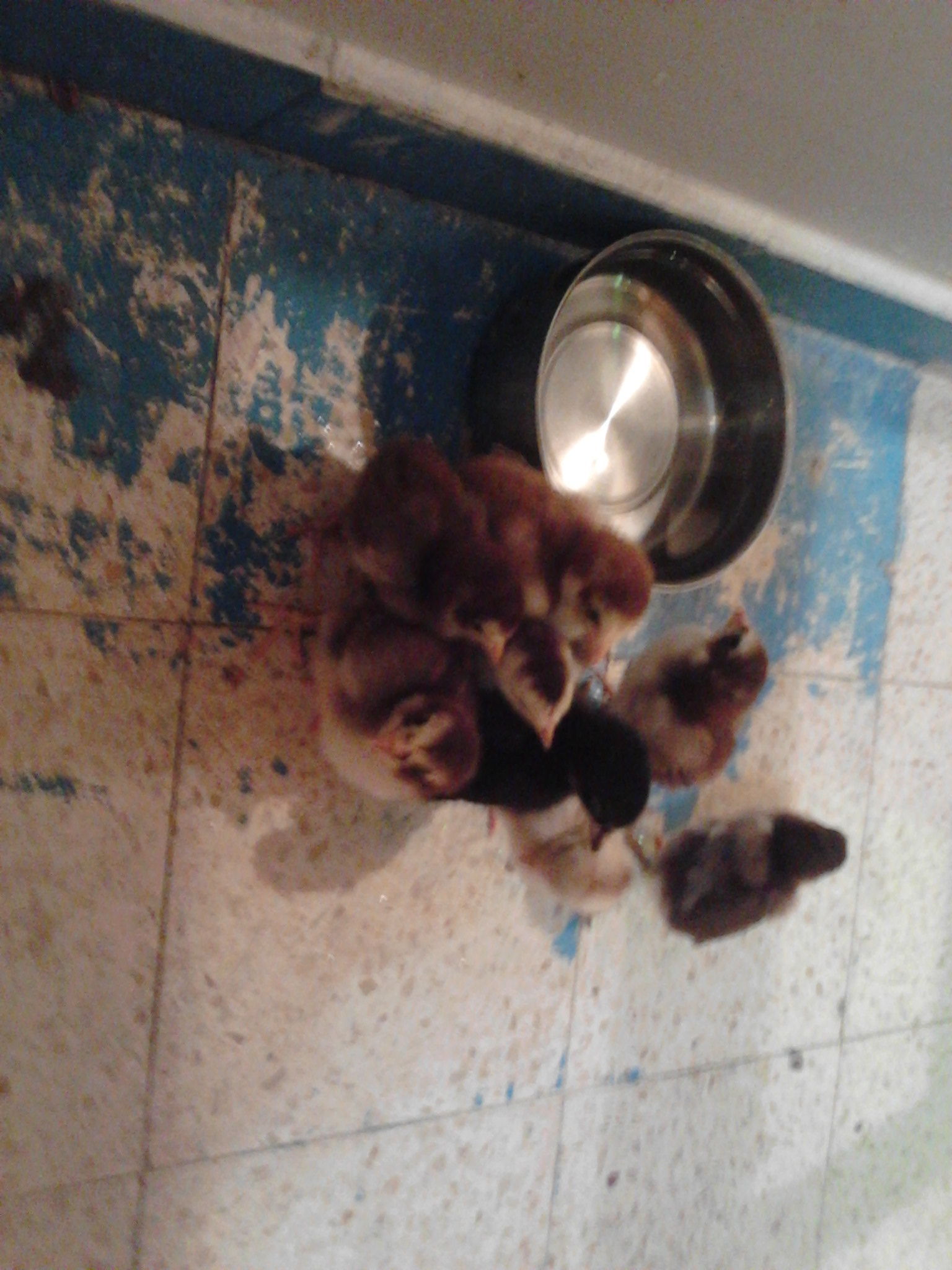 thai babies down on the floor for a small day trip 'out of the box'