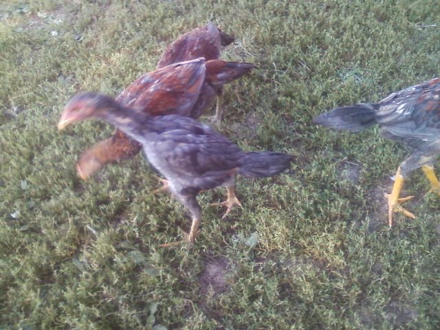 Thai chicks 2 months