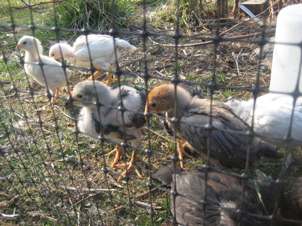 thai chicks @ 3 weeks